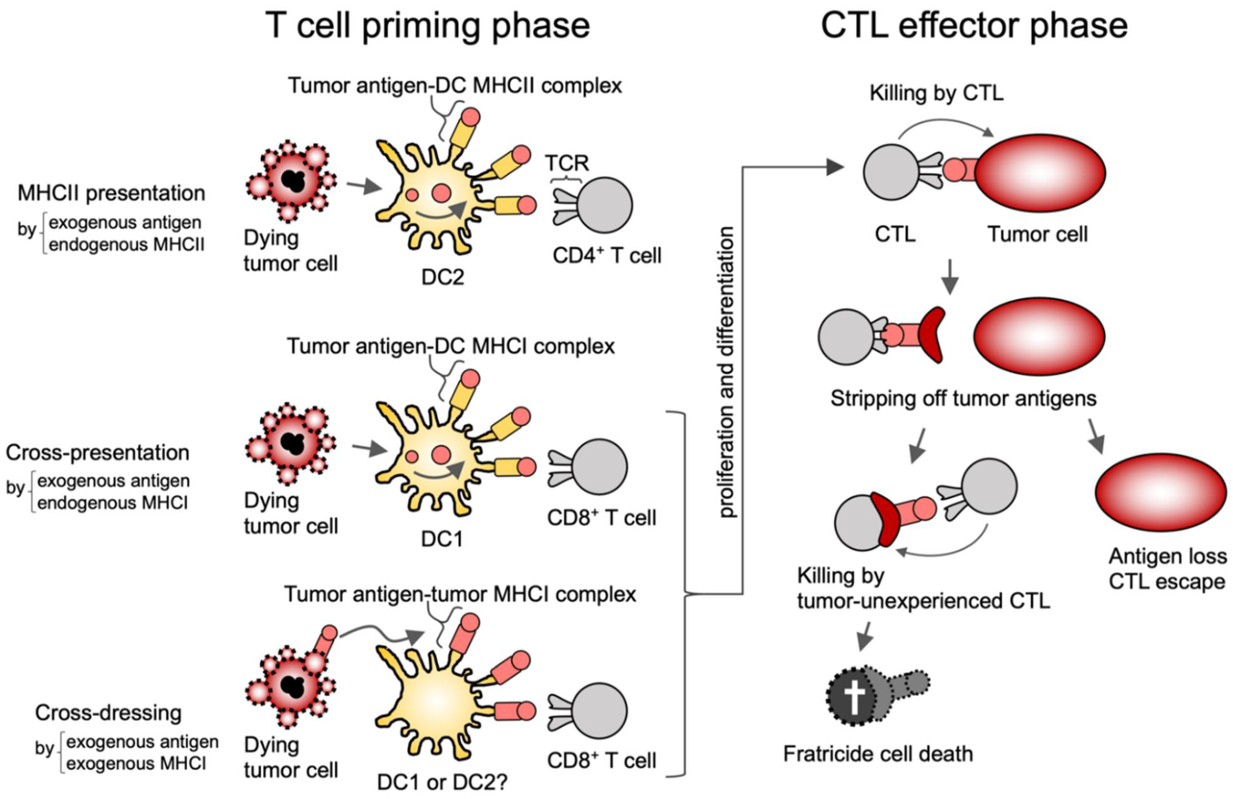 Cells | Free Full-Text | Shaping of T Cell Functions by Trogocytosis
