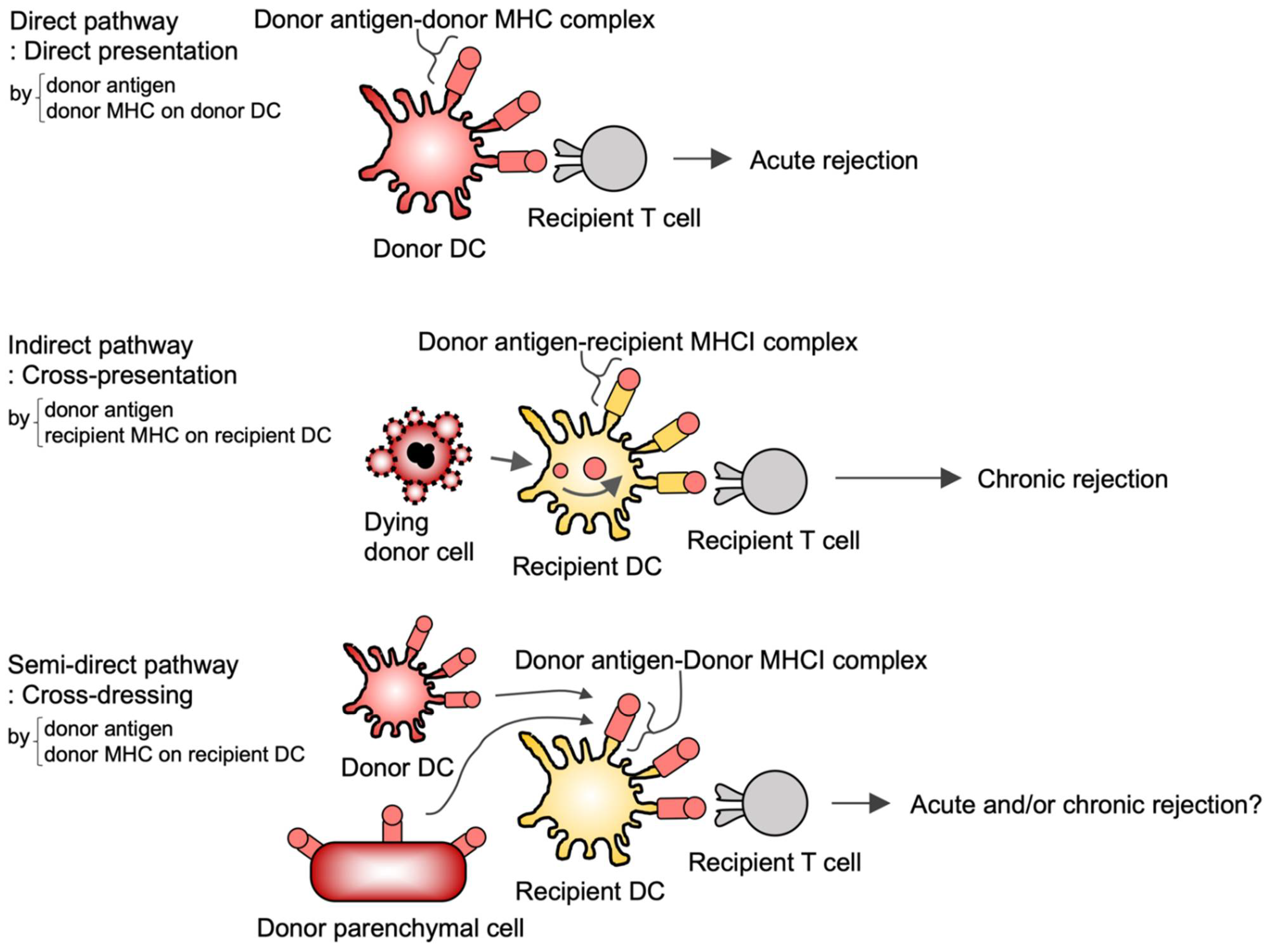 M  Shaping of T Cell Functions by Trogocytosis