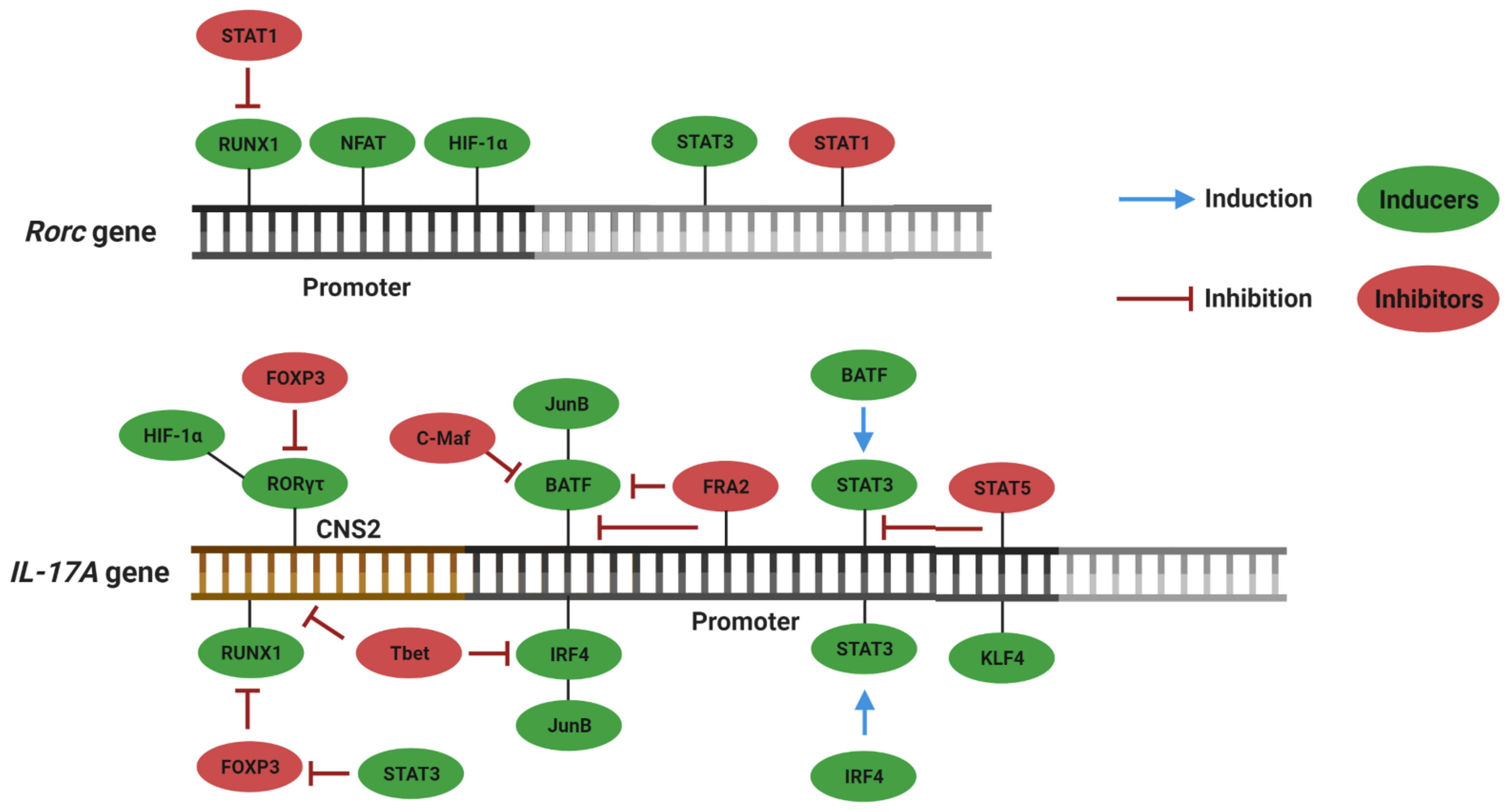 Cells 10 01159 g001 Cells 10 01159 g001