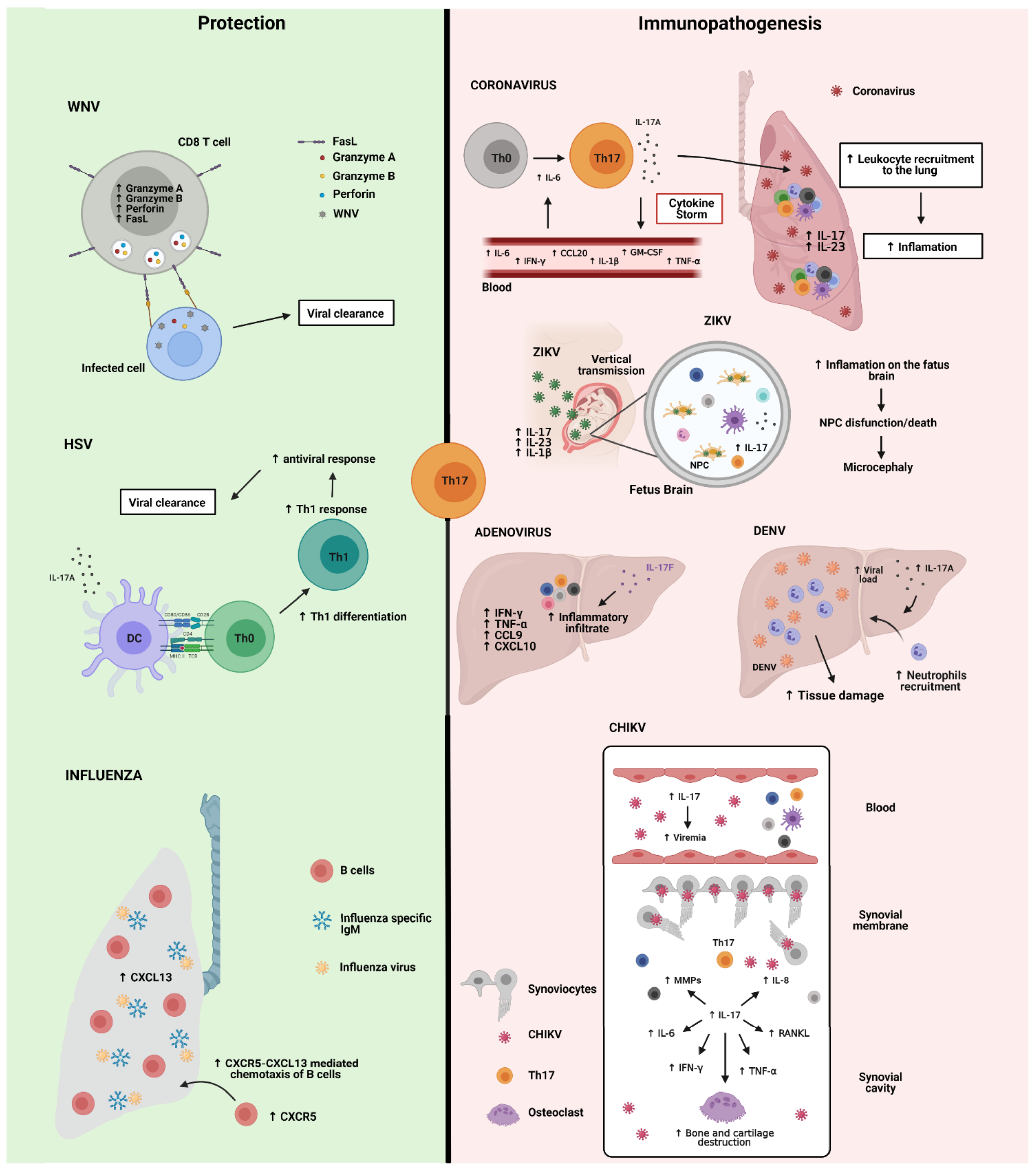 Cells 10 01159 g004 Cells 10 01159 g004