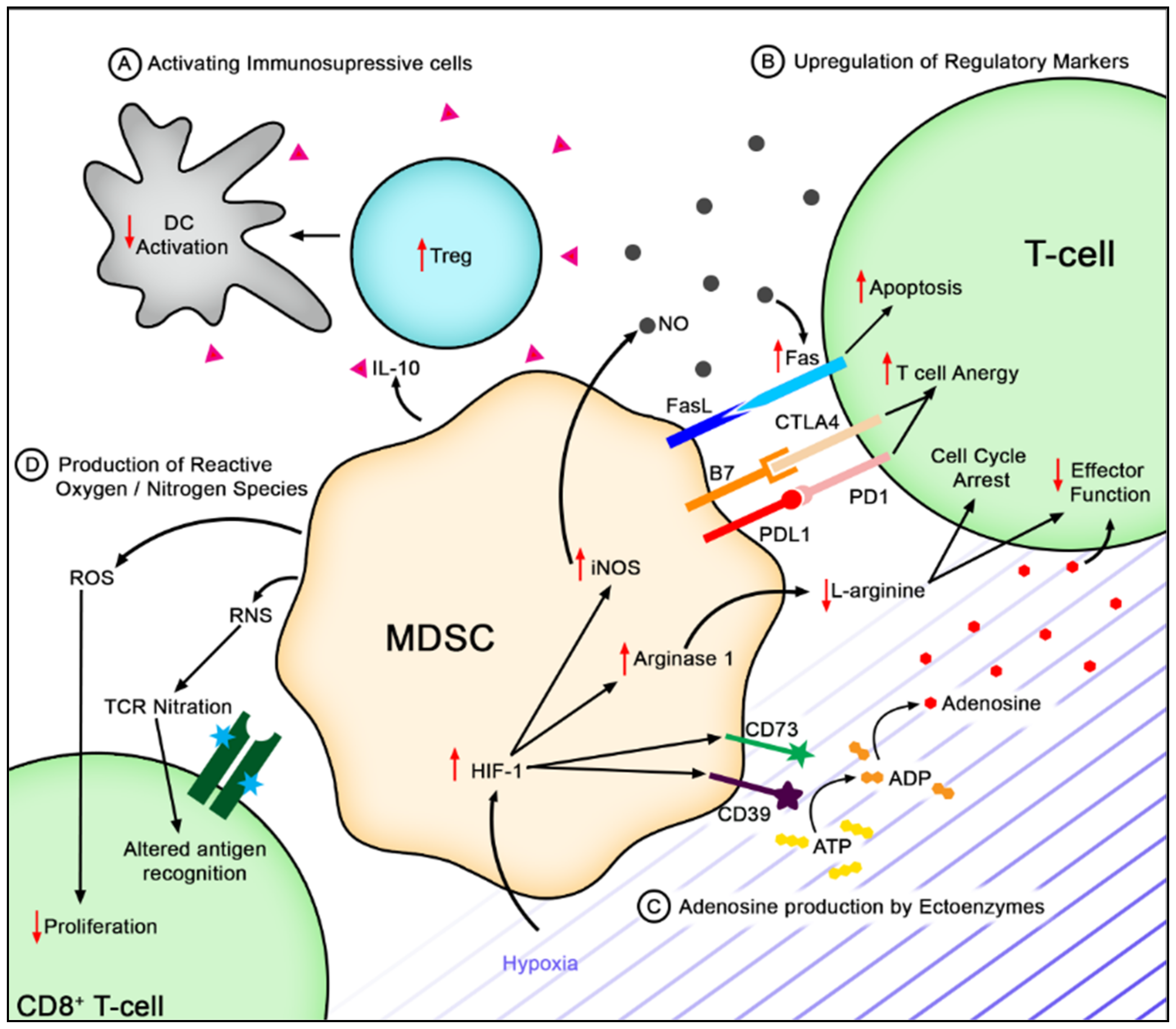 Polyamines from myeloid-derived suppressor cells promote Th17 polarization  and disease progression: Molecular Therapy