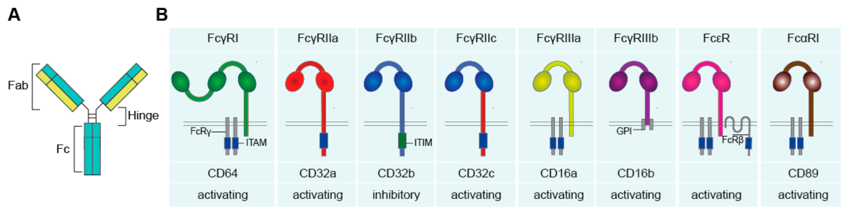Cells 10 01175 g001 Cells 10 01175 g001