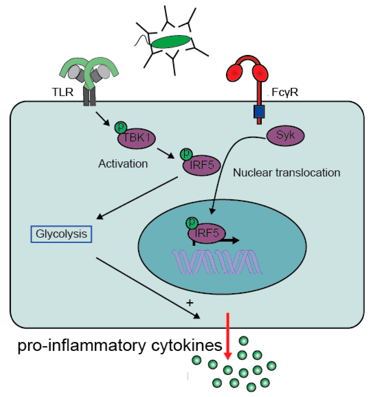 Cells 10 01175 g003 Cells 10 01175 g003