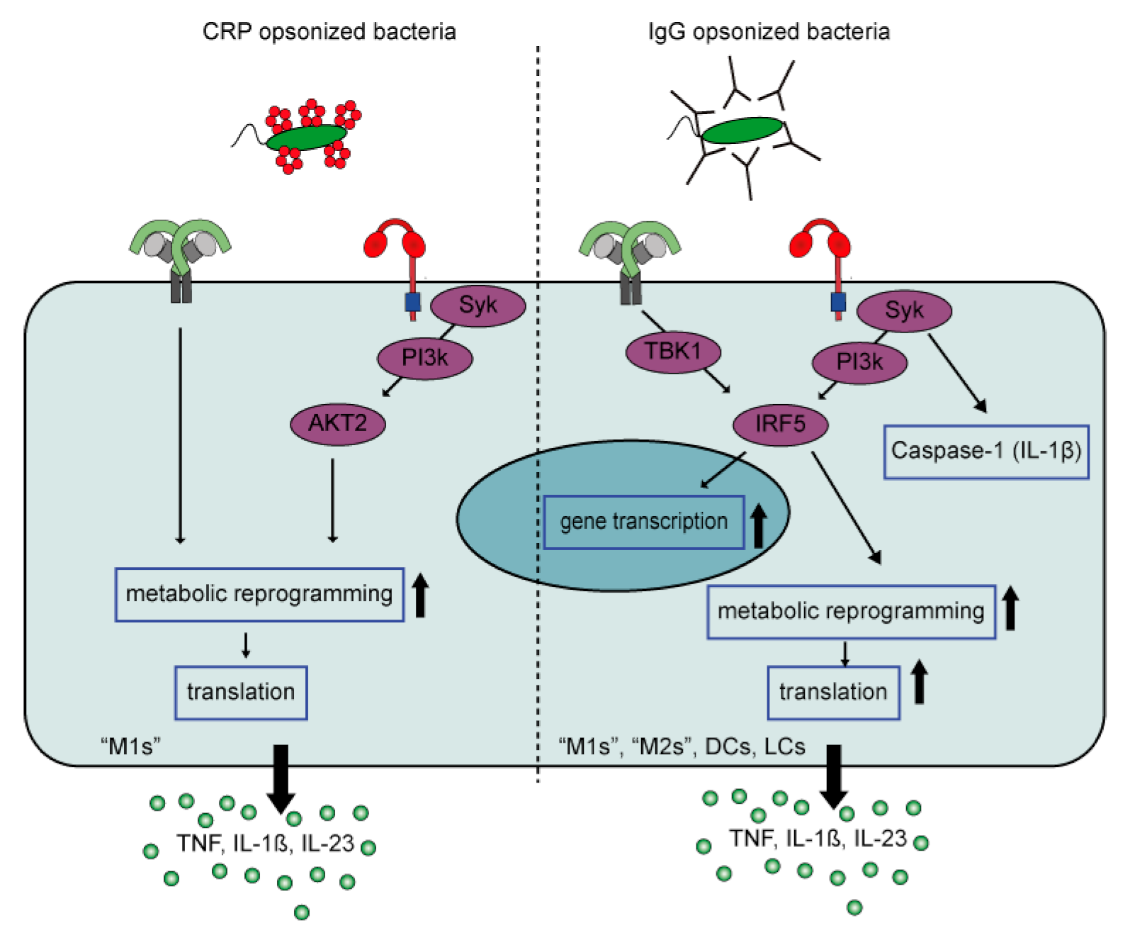 Cells 10 01175 g004 Cells 10 01175 g004