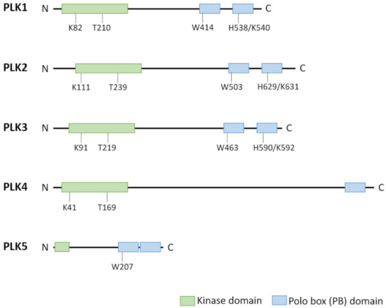 Modelling the Functions of Polo-Like Kinases in Mice and