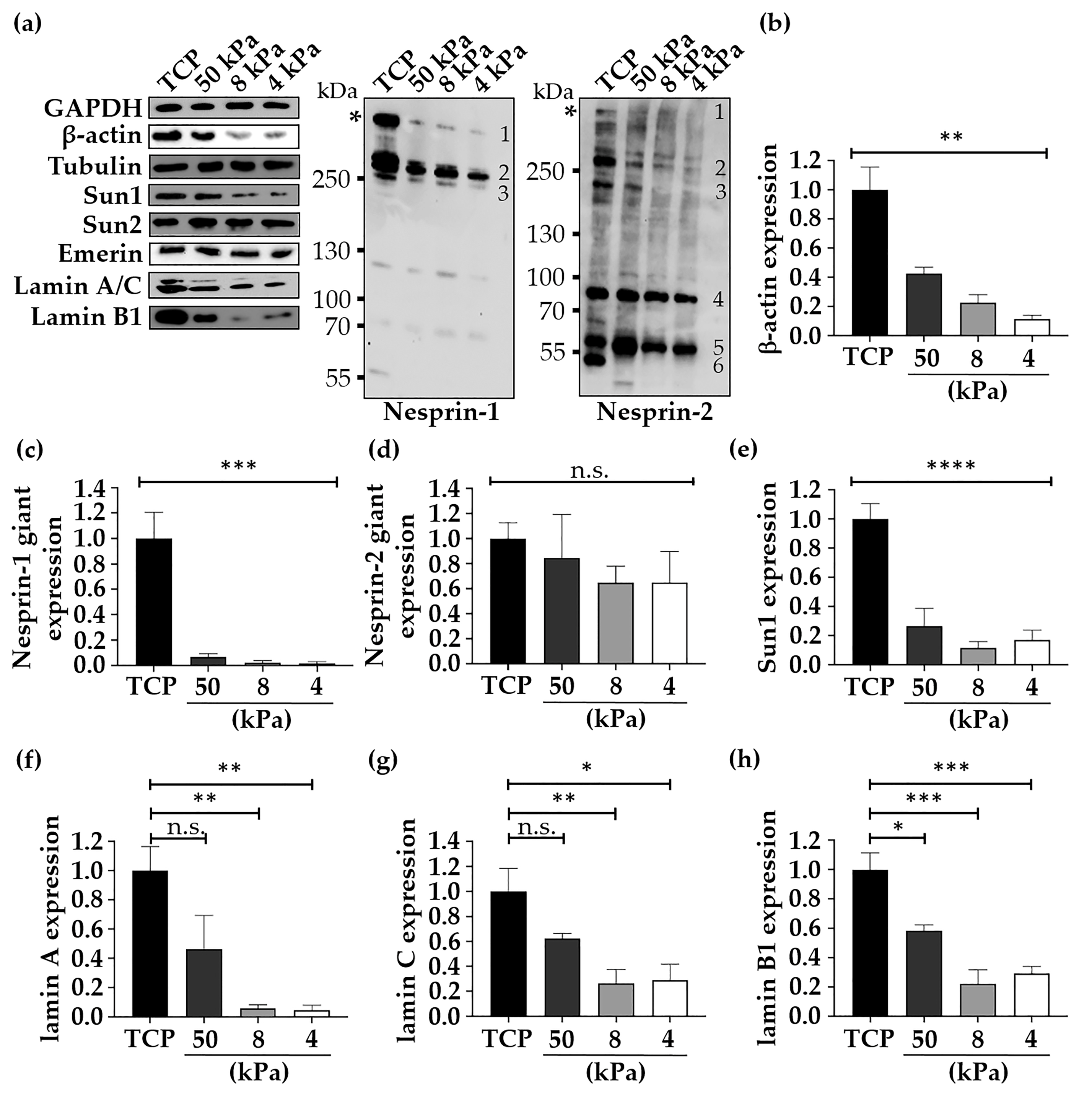 Cells 10 01177 g004 Cells 10 01177 g004