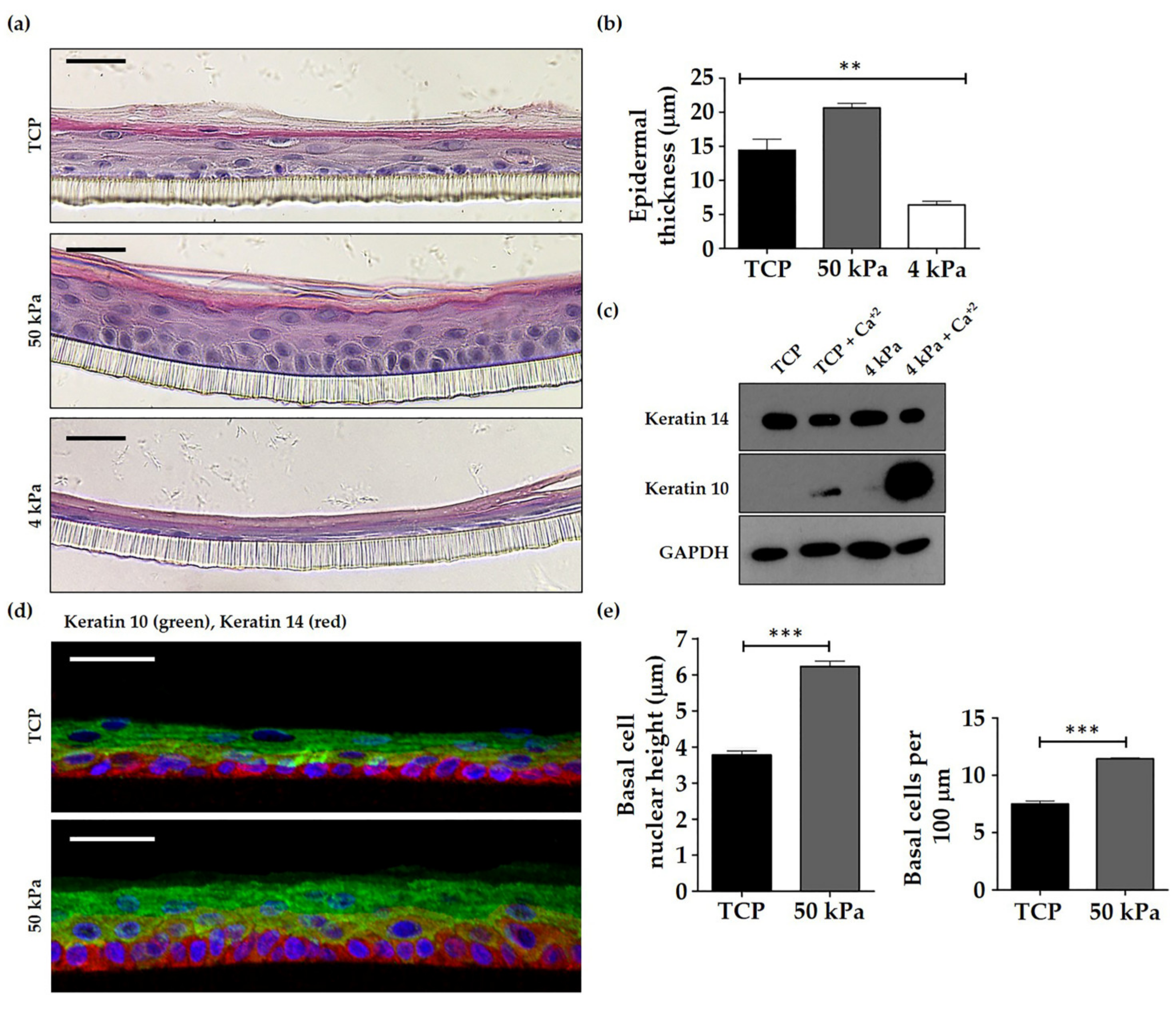 Cells 10 01177 g005 Cells 10 01177 g005