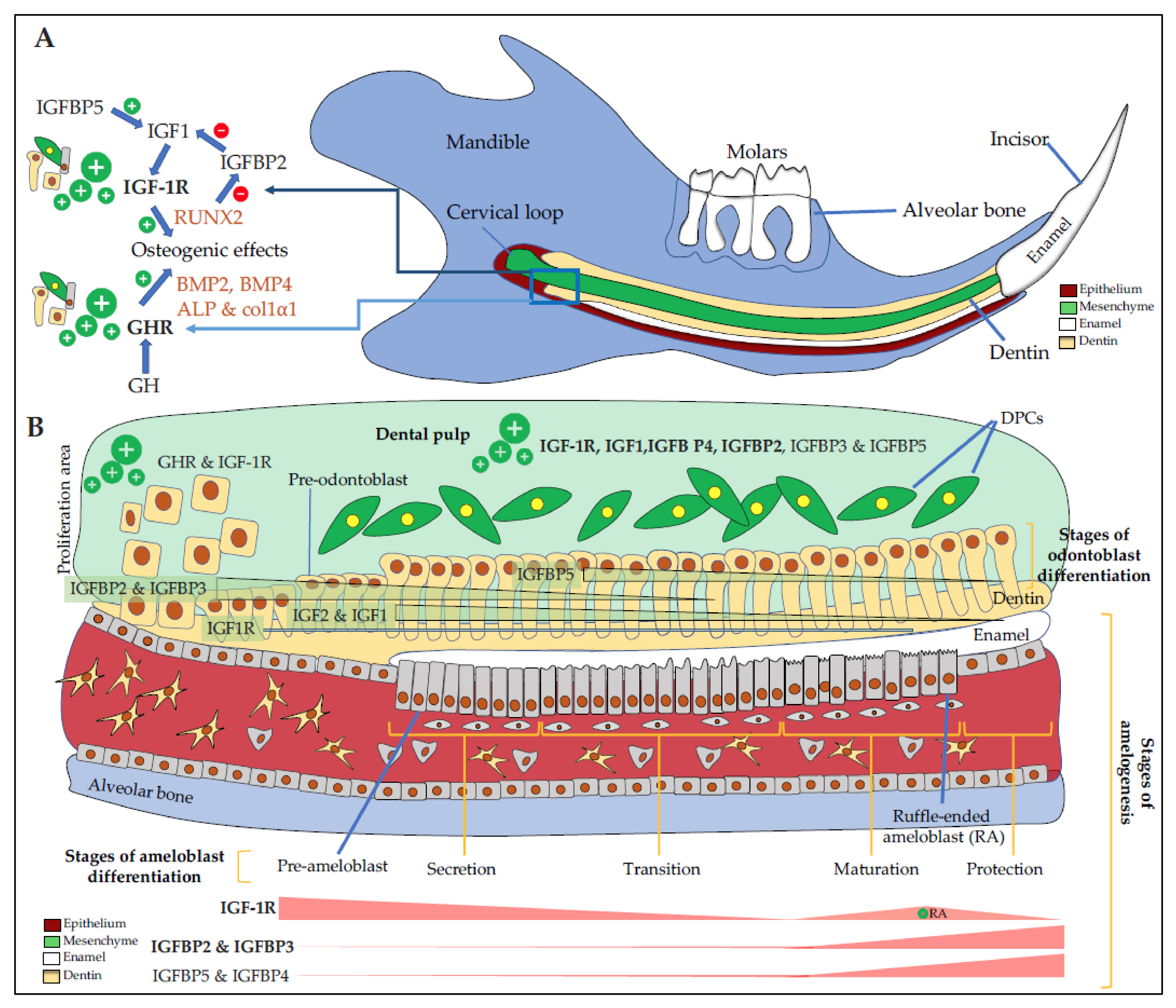 Cells 10 01181 g002 Cells 10 01181 g002