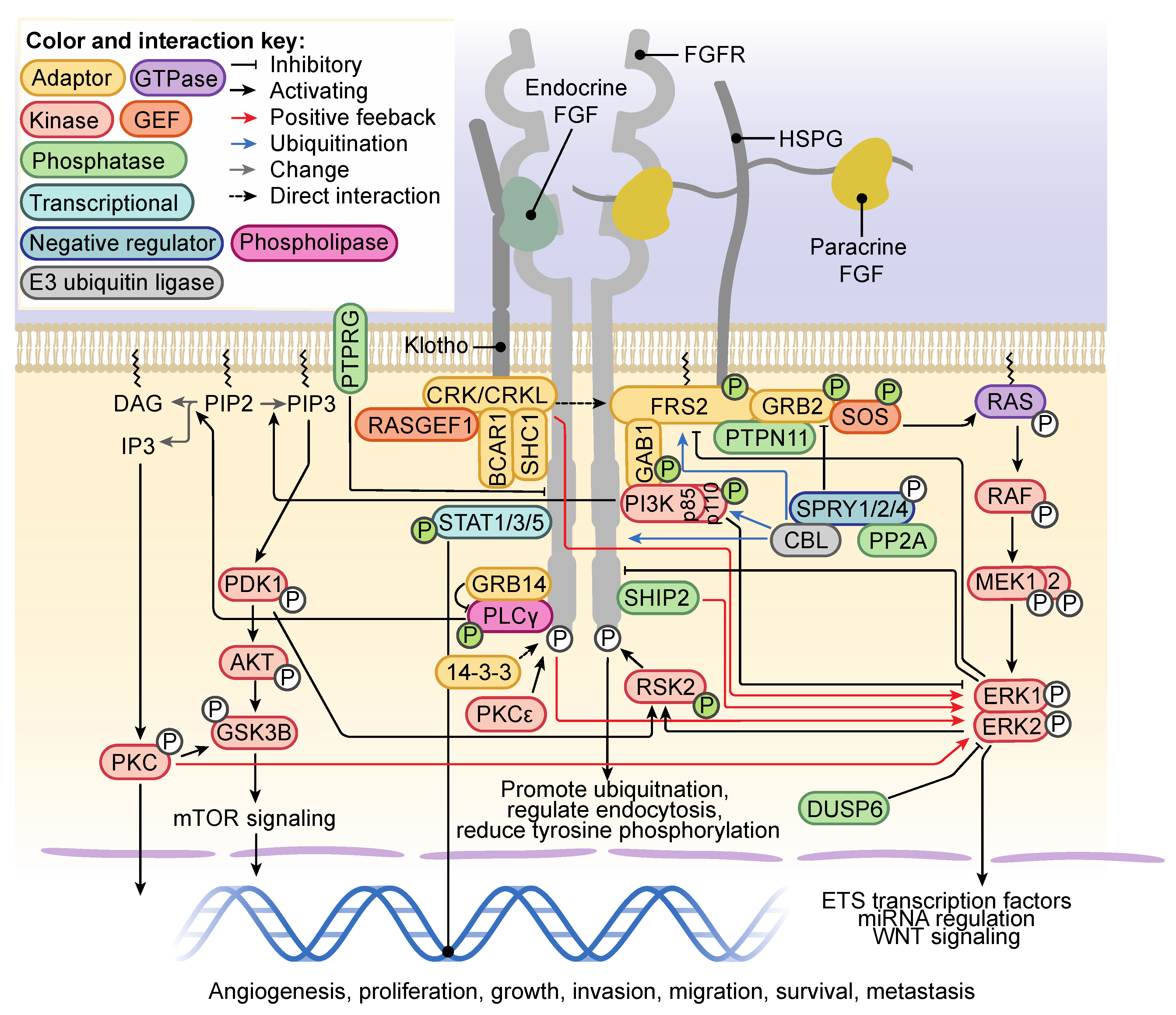 Cells Free FullText Fibroblast Growth Factor Receptors (FGFRs) and
