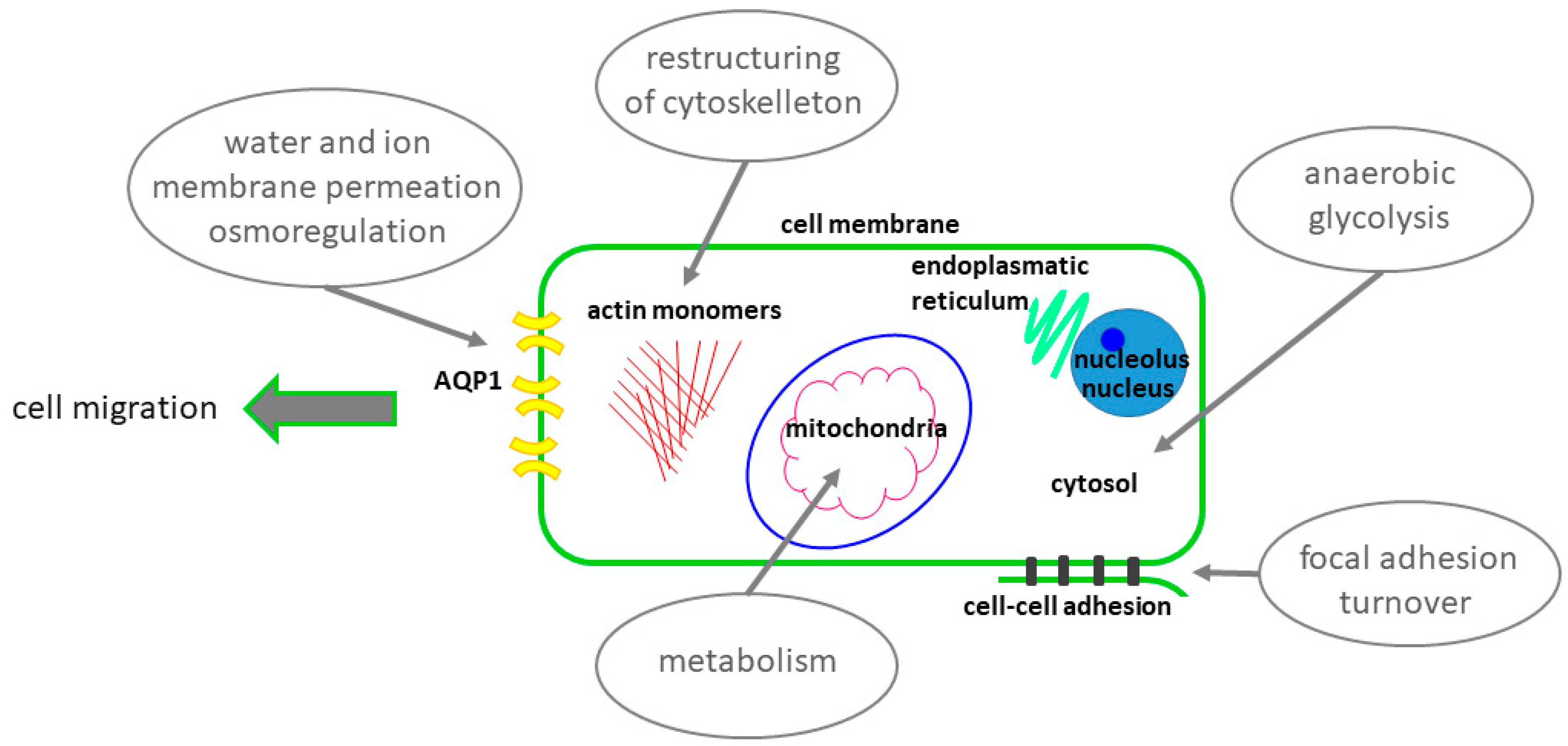 Cells 10 01213 g003 Cells 10 01213 g003