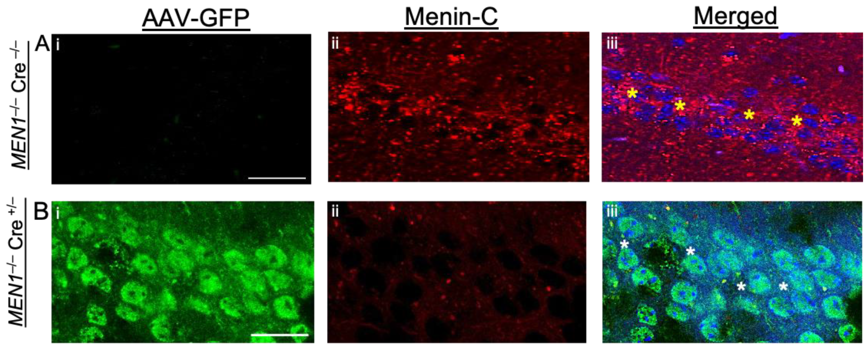 Cells 10 01215 g001 Cells 10 01215 g001
