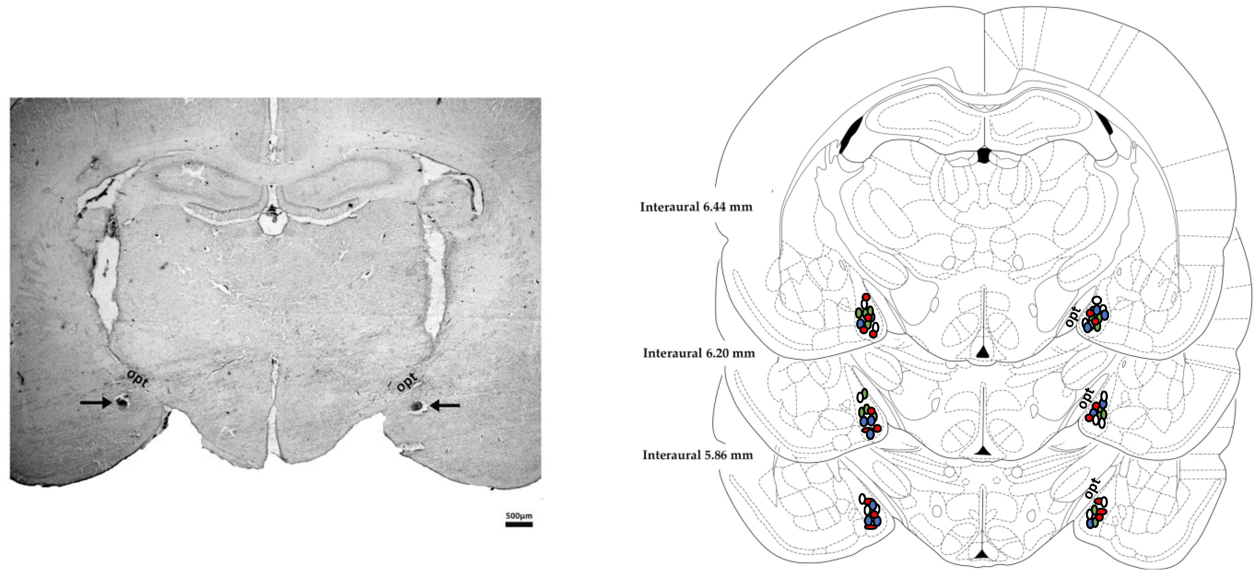 Cells 10 01217 g001 Cells 10 01217 g001