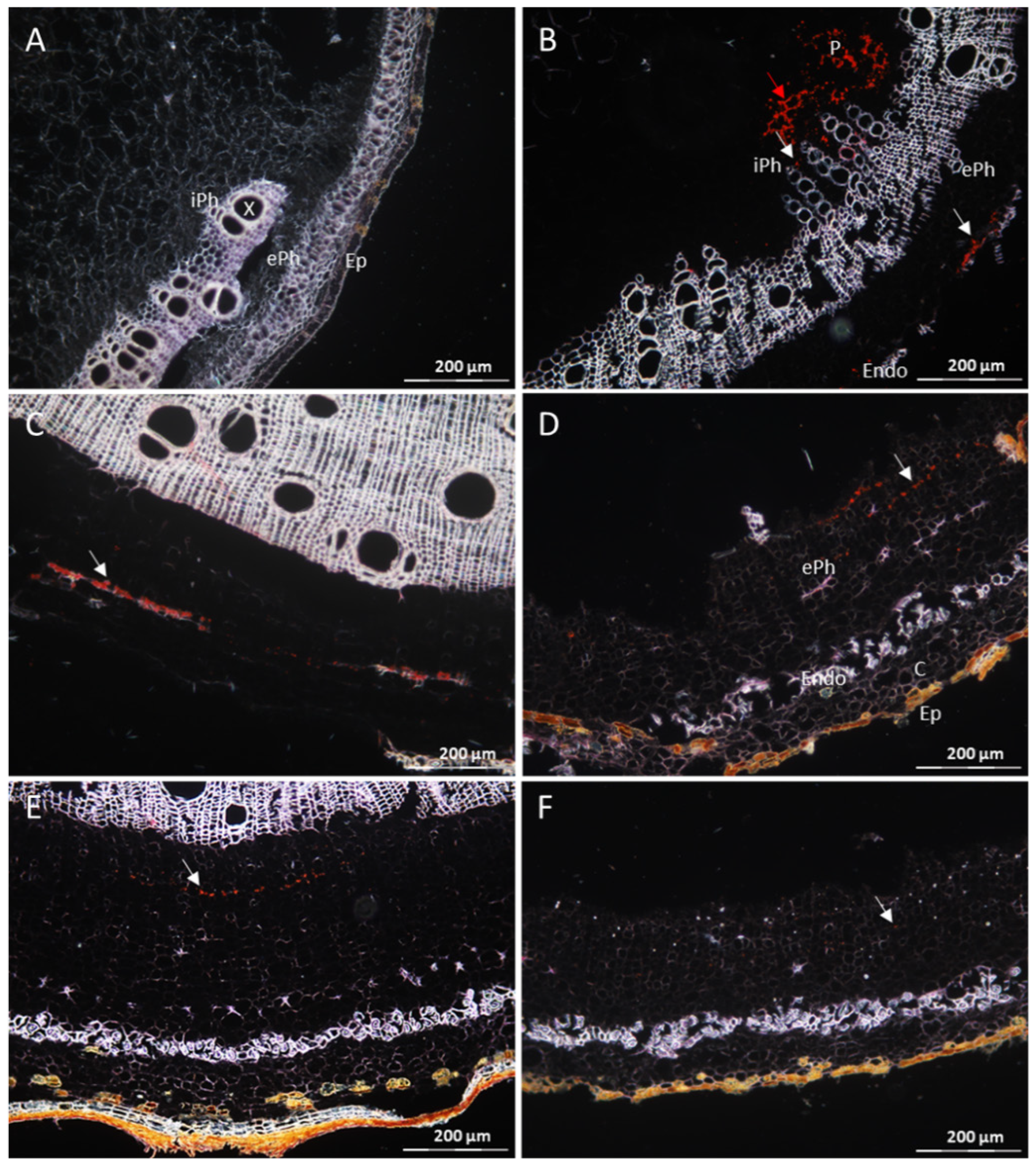 Cells 10 01221 g003 Cells 10 01221 g003