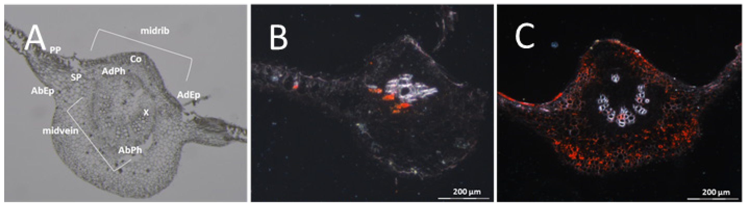 Cells 10 01221 g005 Cells 10 01221 g005