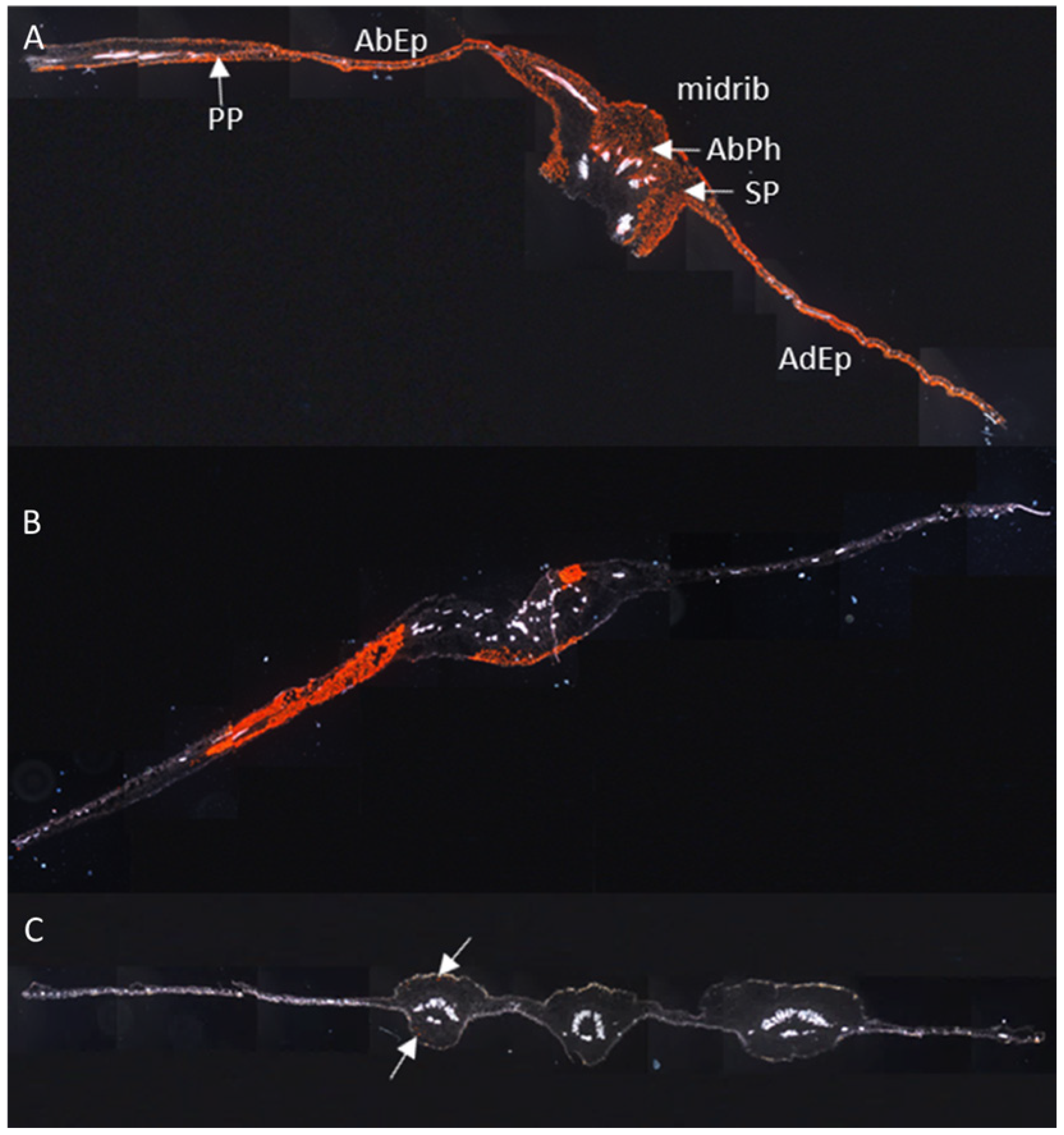 Cells 10 01221 g006 Cells 10 01221 g006