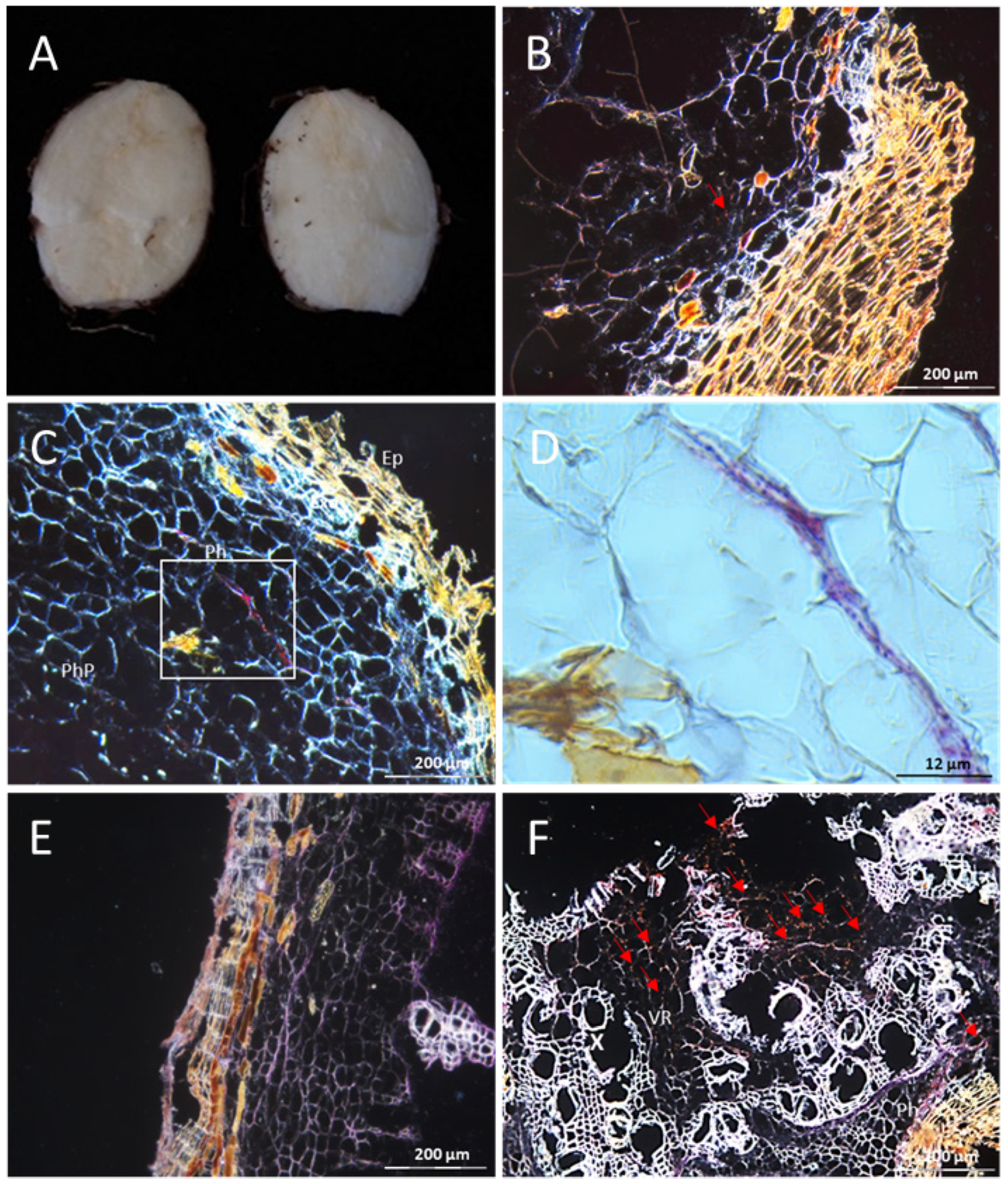 Cells 10 01221 g007 Cells 10 01221 g007