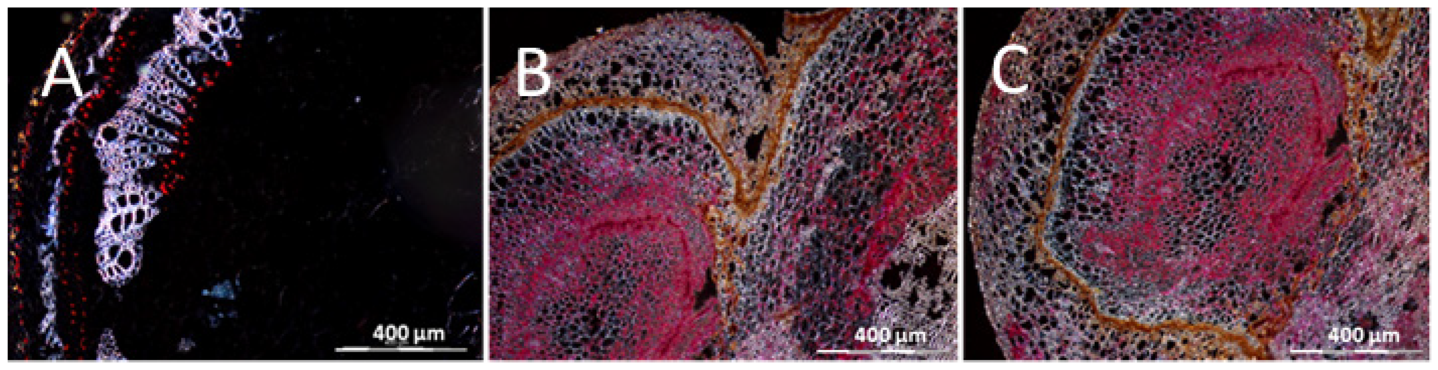 Cells 10 01221 g010 Cells 10 01221 g010