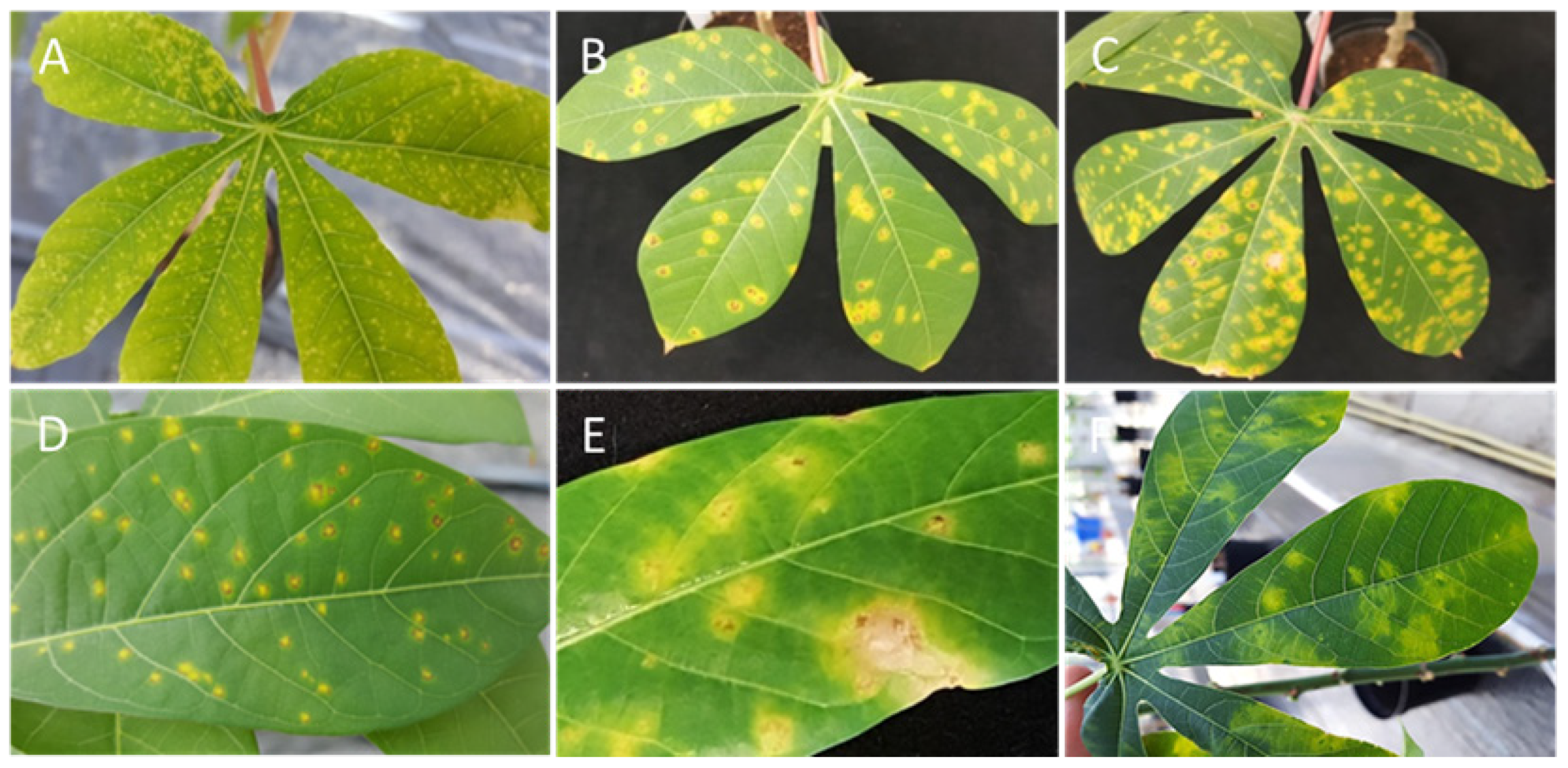 Cells 10 01221 g011 Cells 10 01221 g011