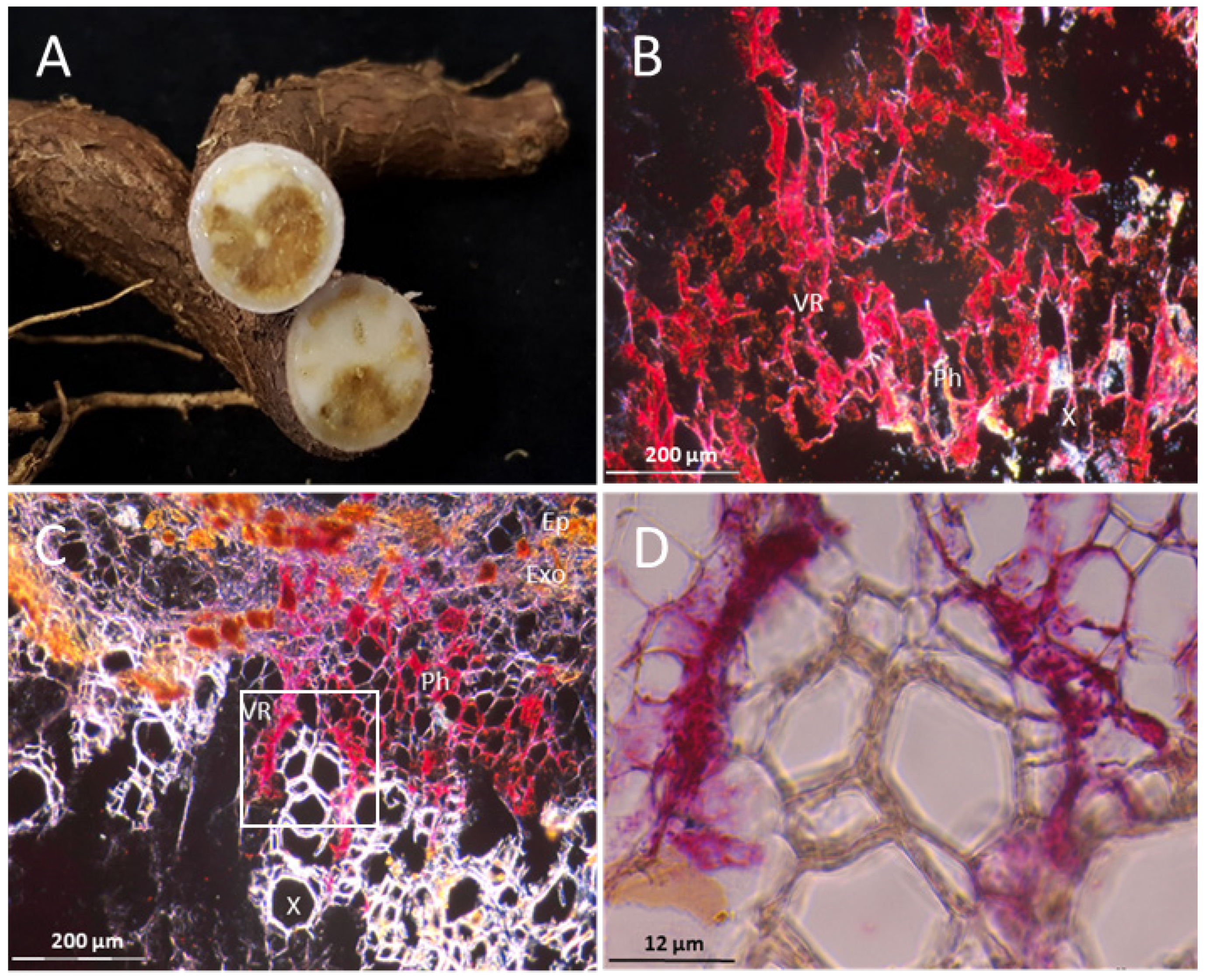 Cells 10 01221 g014 Cells 10 01221 g014