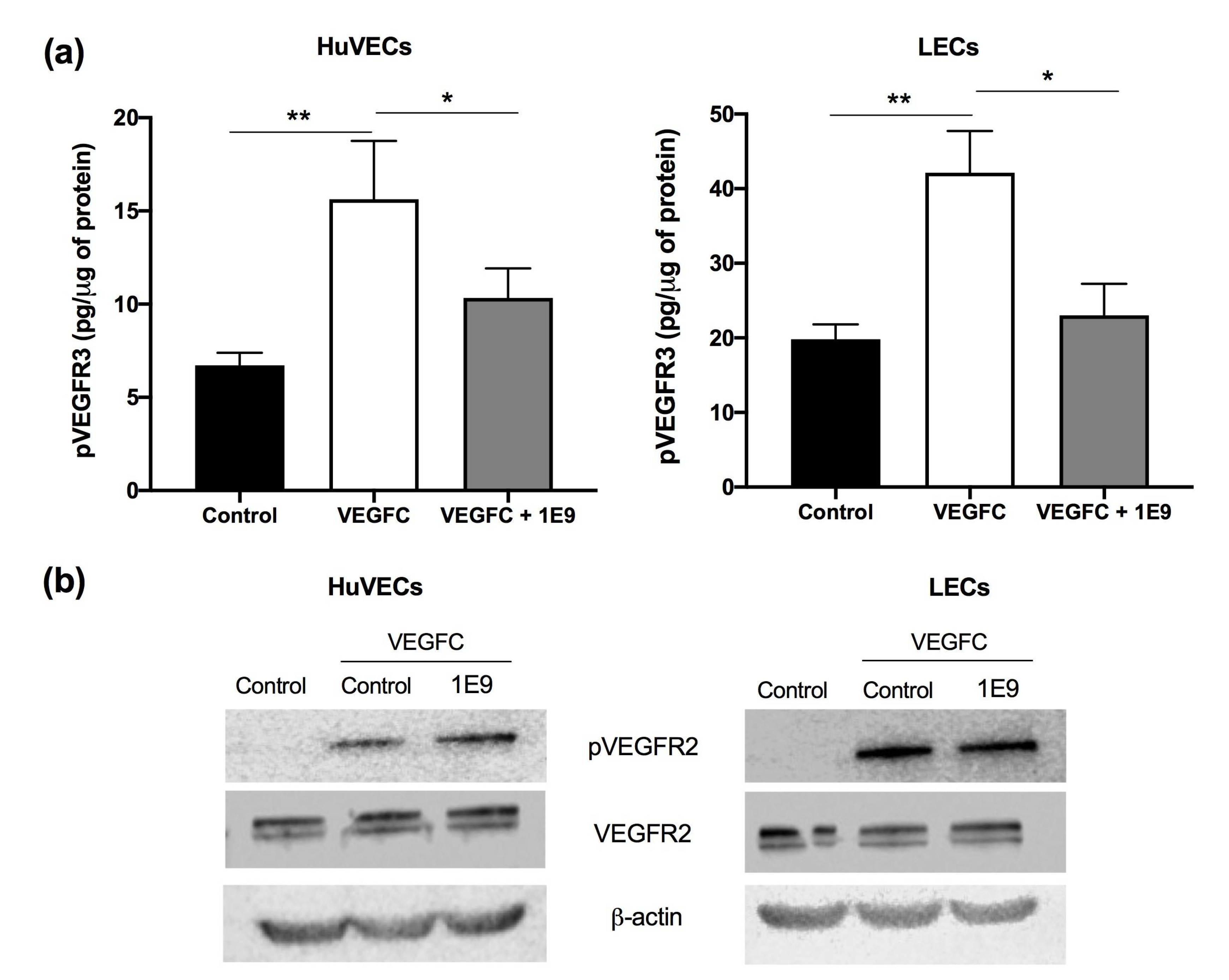 Cells 10 01222 g001 Cells 10 01222 g001