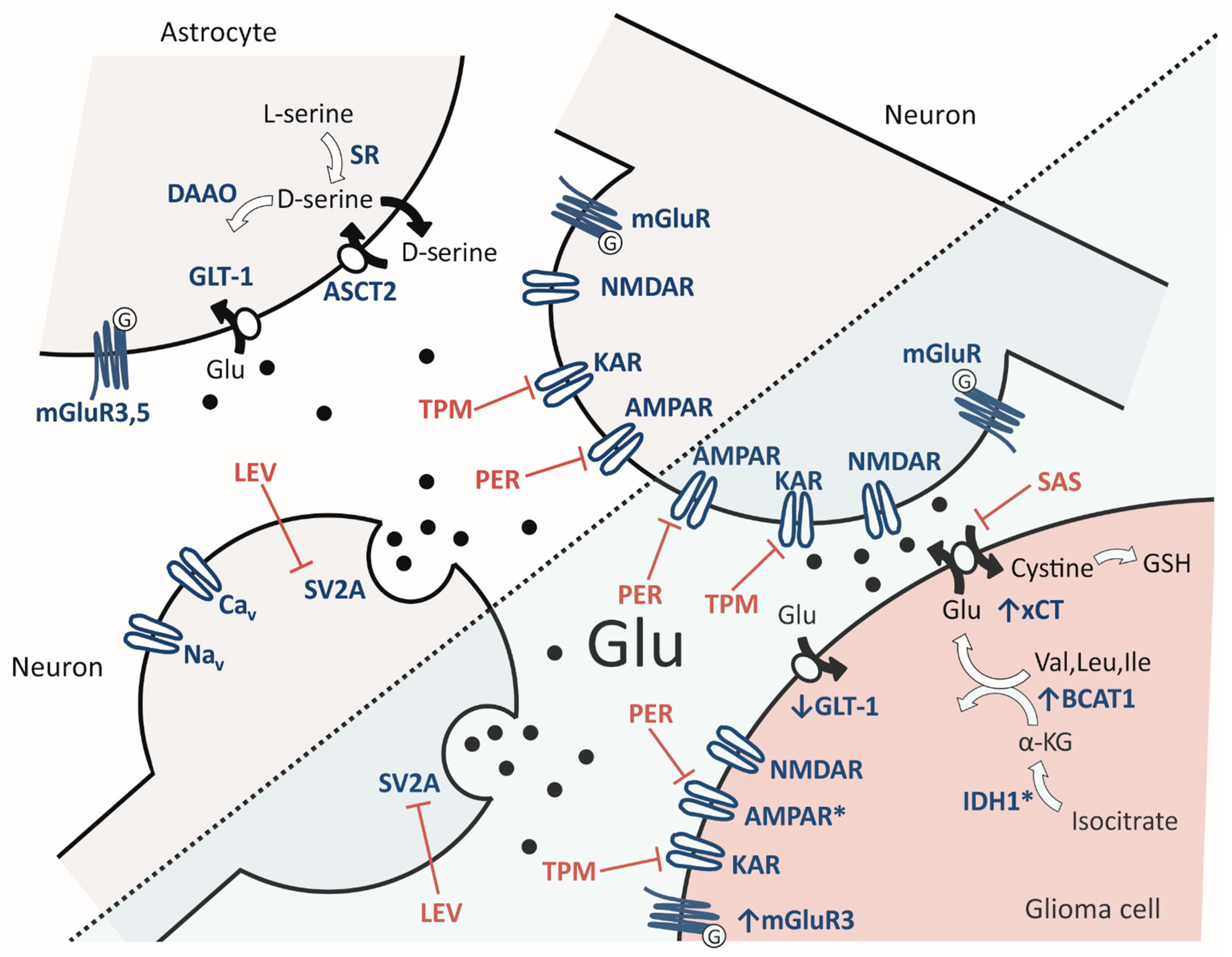 Cells 10 01226 g001 Cells 10 01226 g001