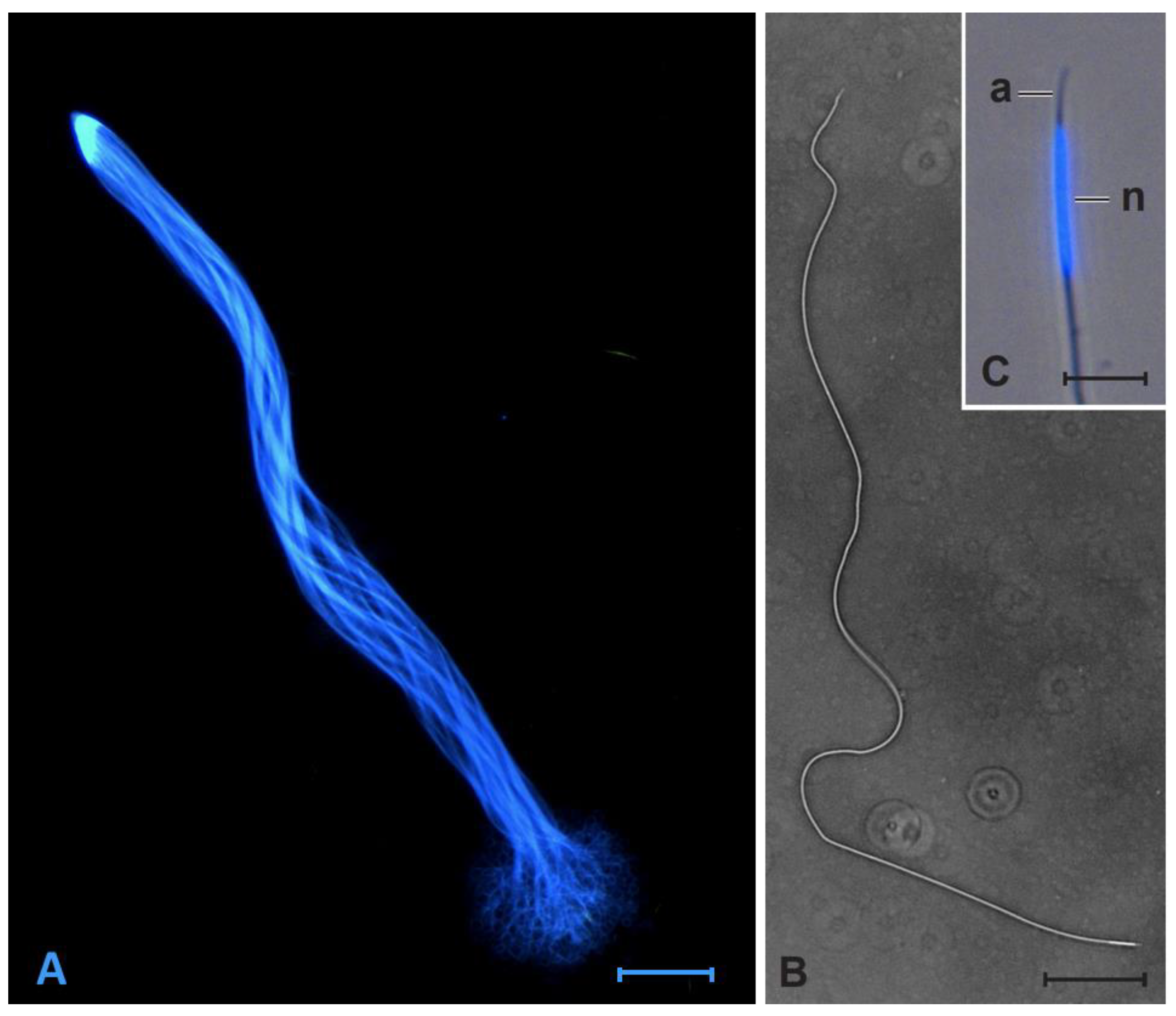 Cells 10 01227 g002