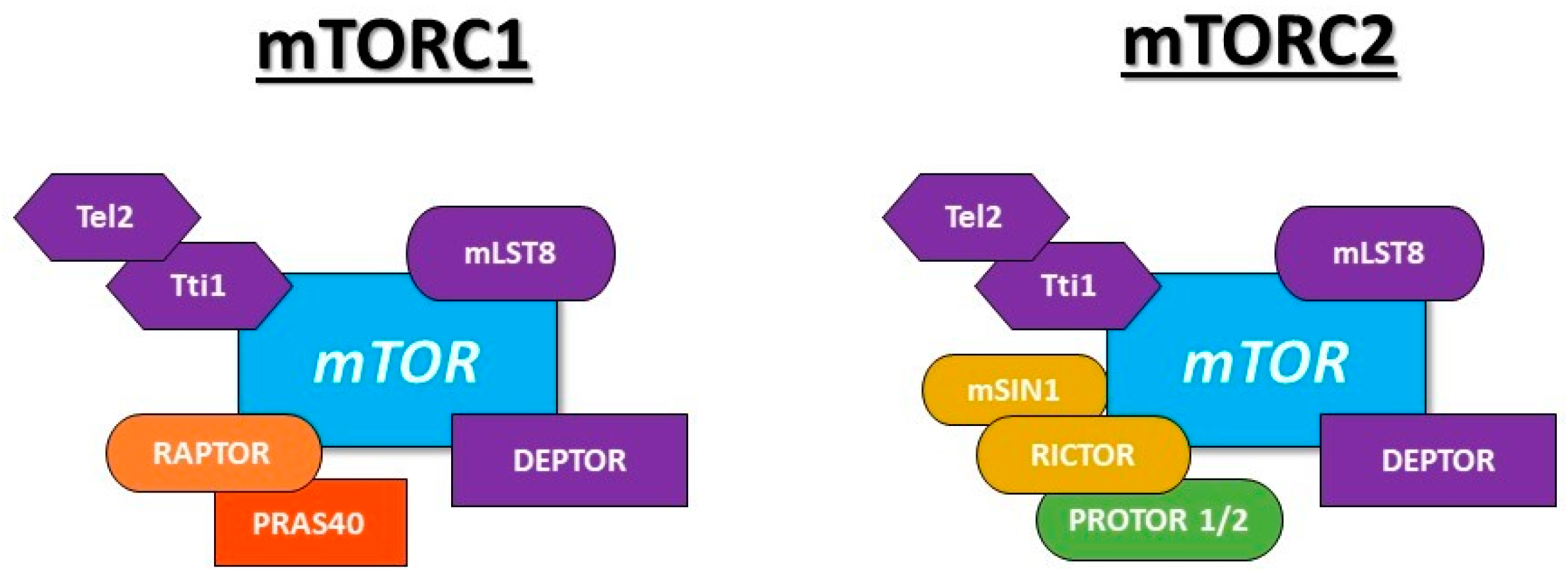 Cells 10 01236 g001 Cells 10 01236 g001