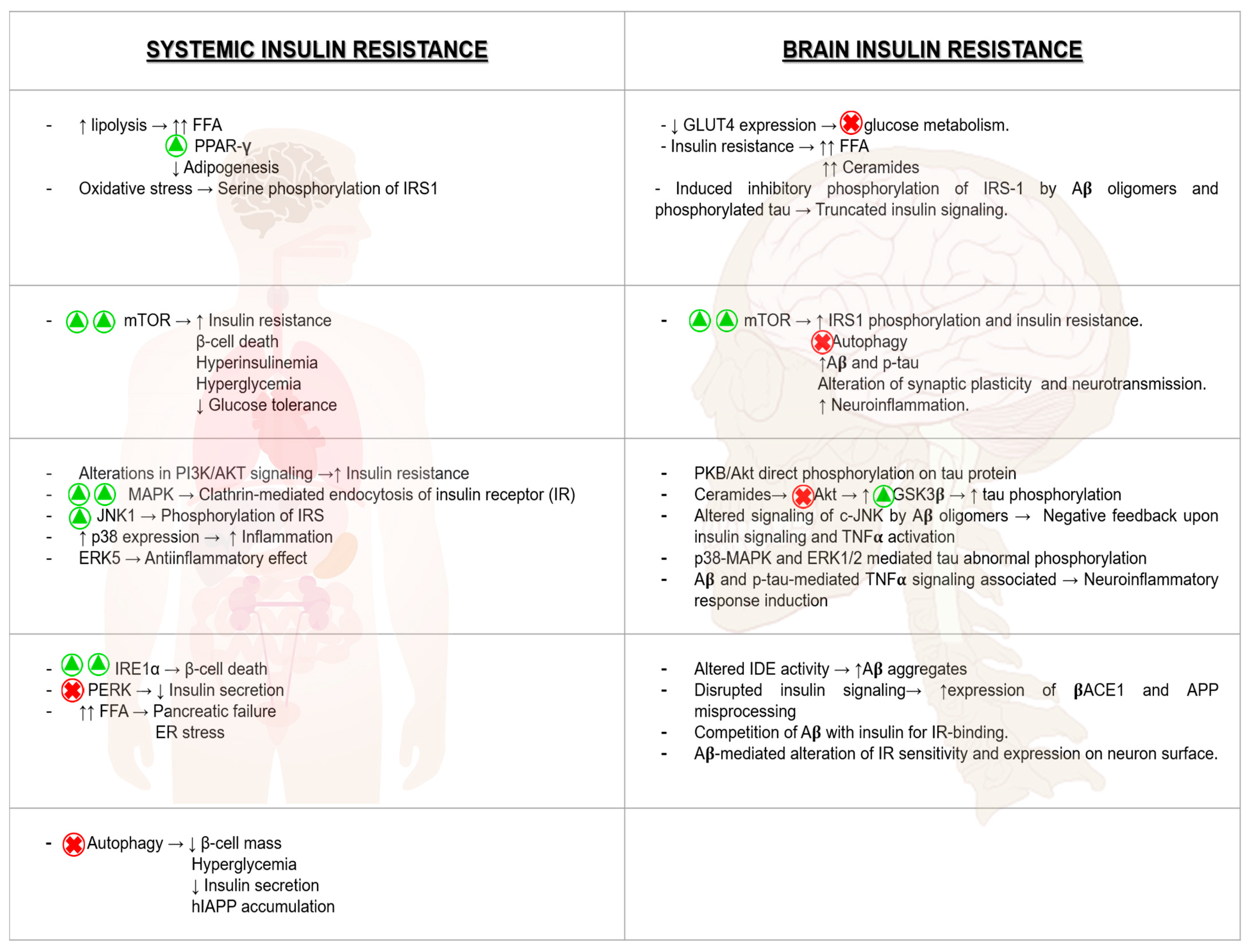 Cells Free Full Text Insulin Resistance And Diabetes Mellitus In Alzheimer S Disease Html