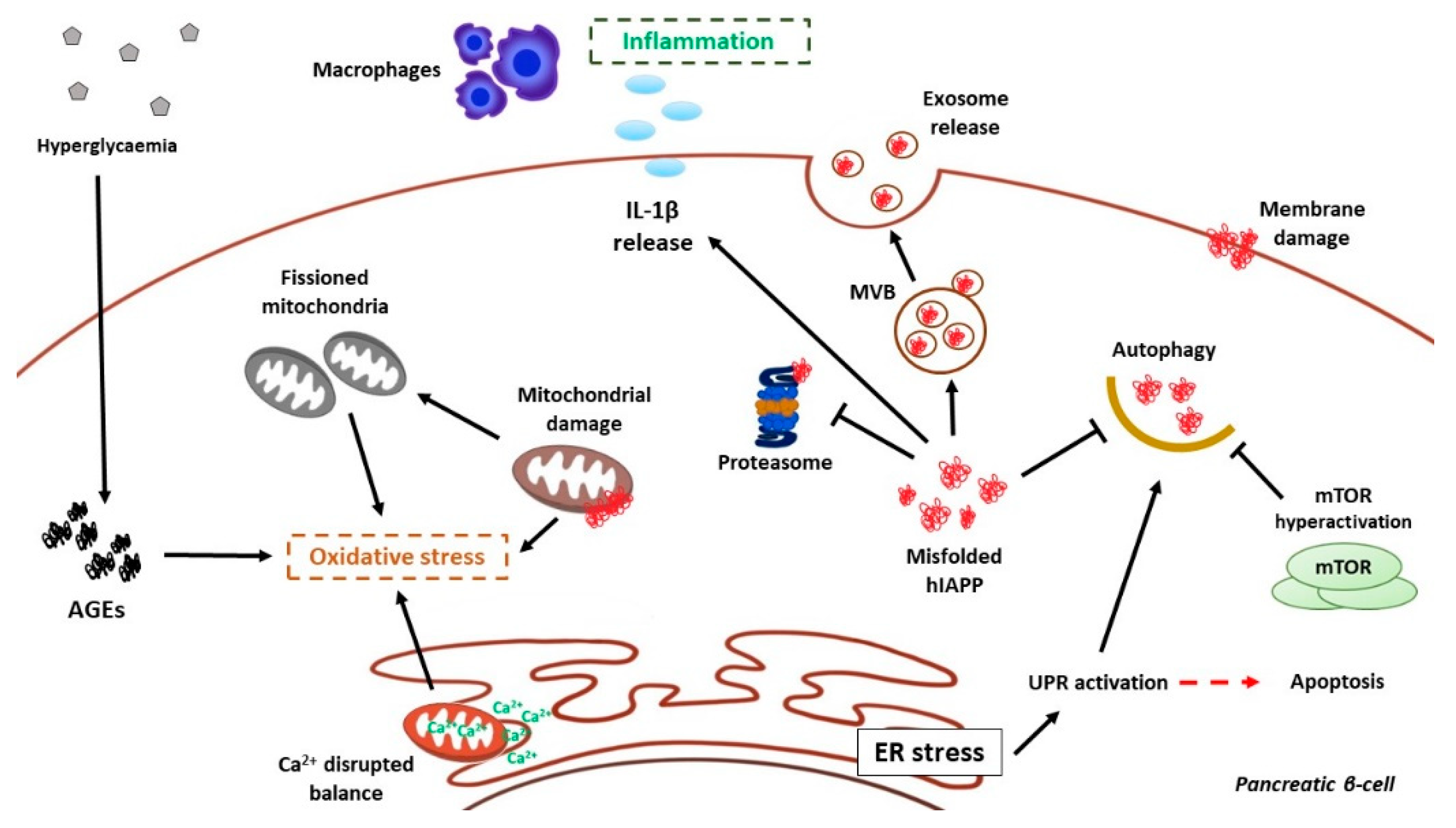 Cells 10 01236 g004 Cells 10 01236 g004