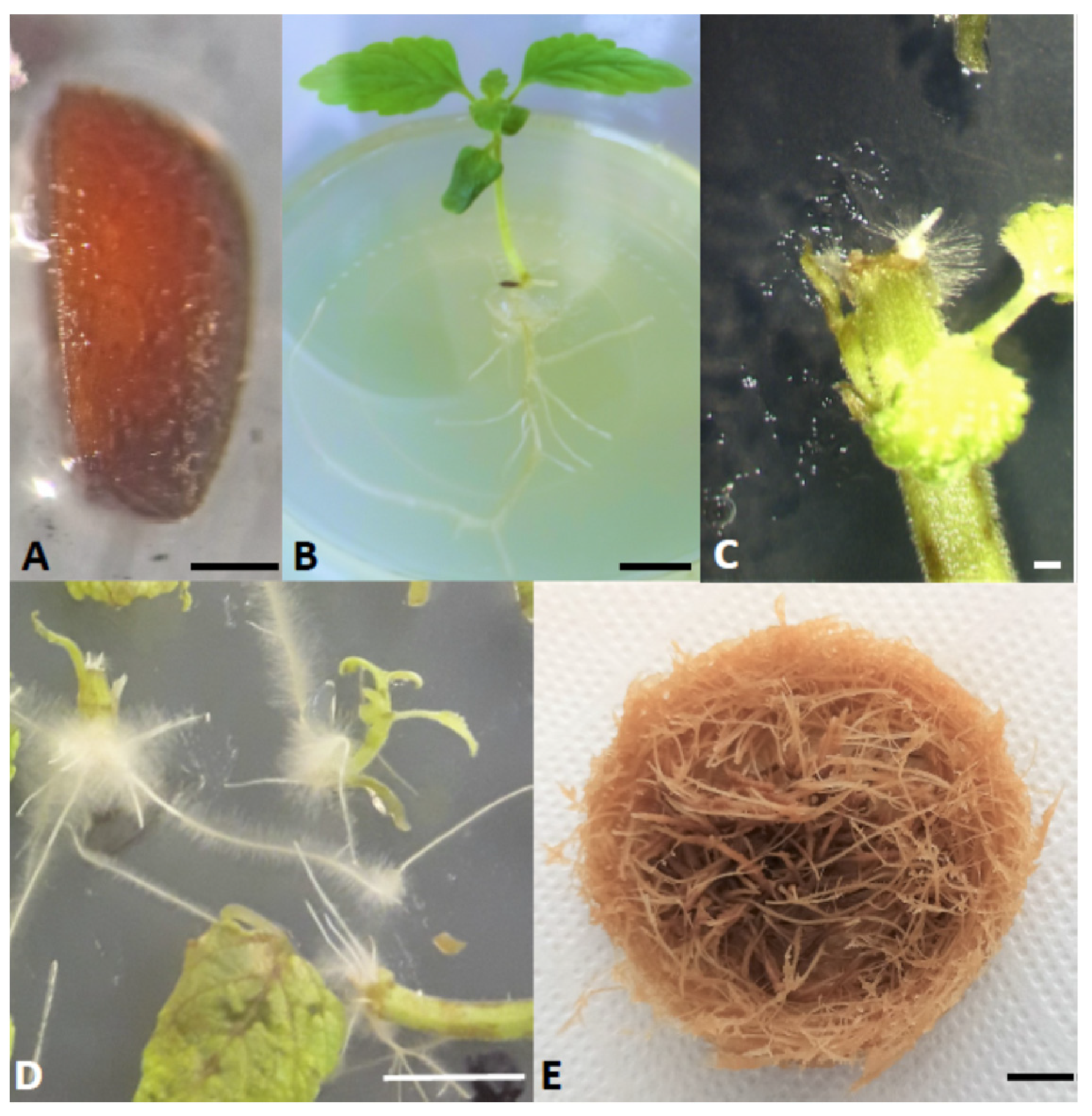 Cells 10 01242 g001 Cells 10 01242 g001