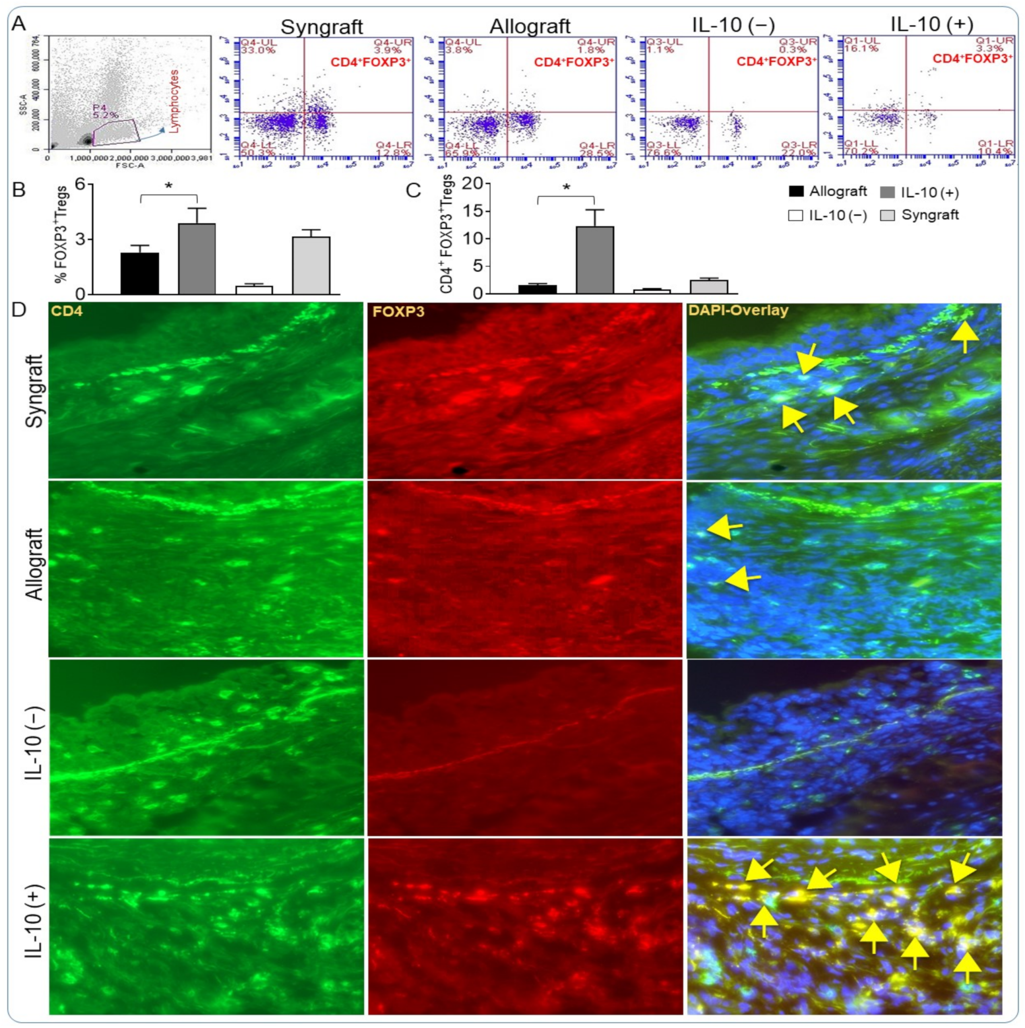 IL-10 Mediated Immunomodulation Limits Subepithelial