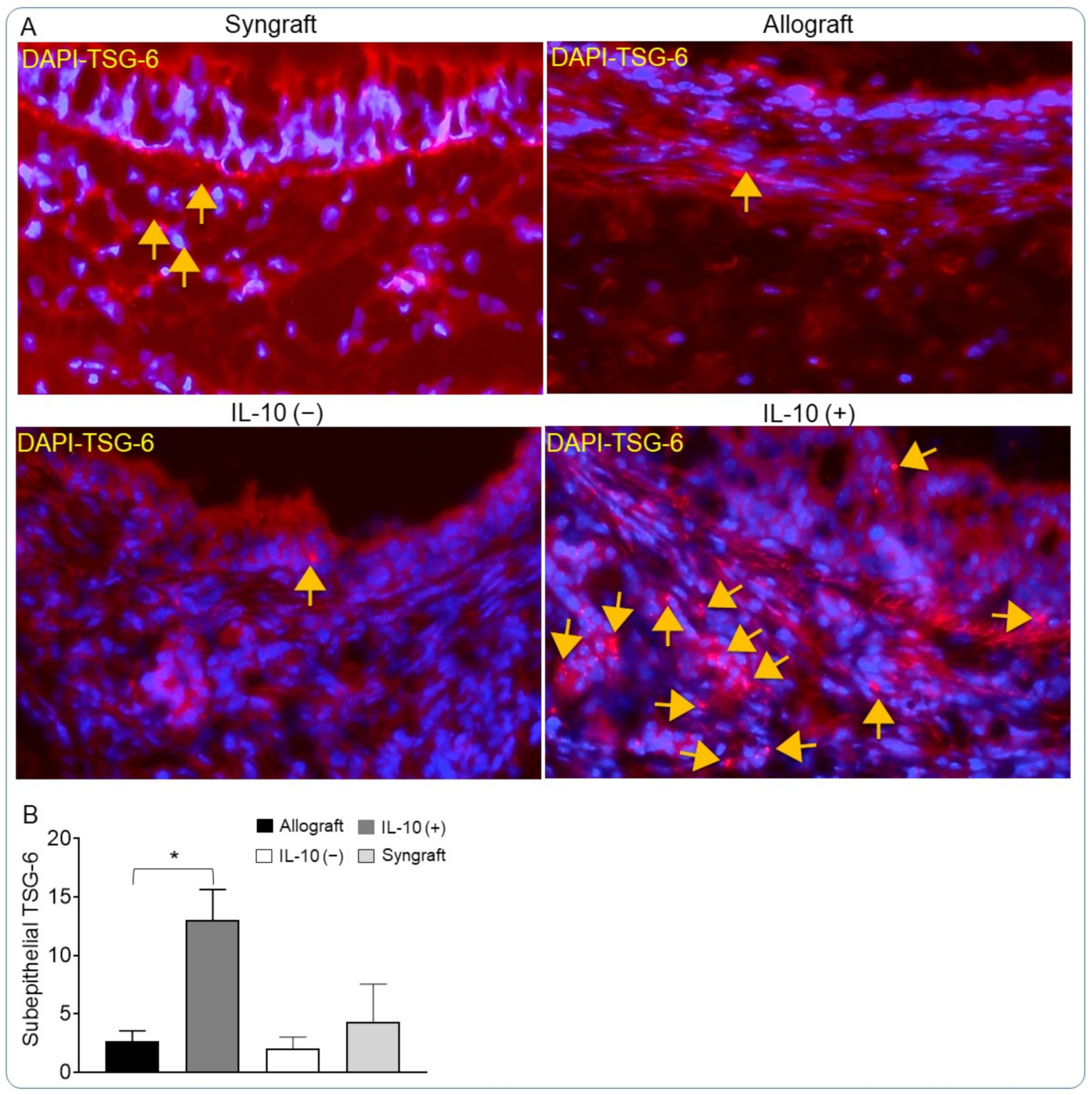 Cells 10 01248 g002 Cells 10 01248 g002