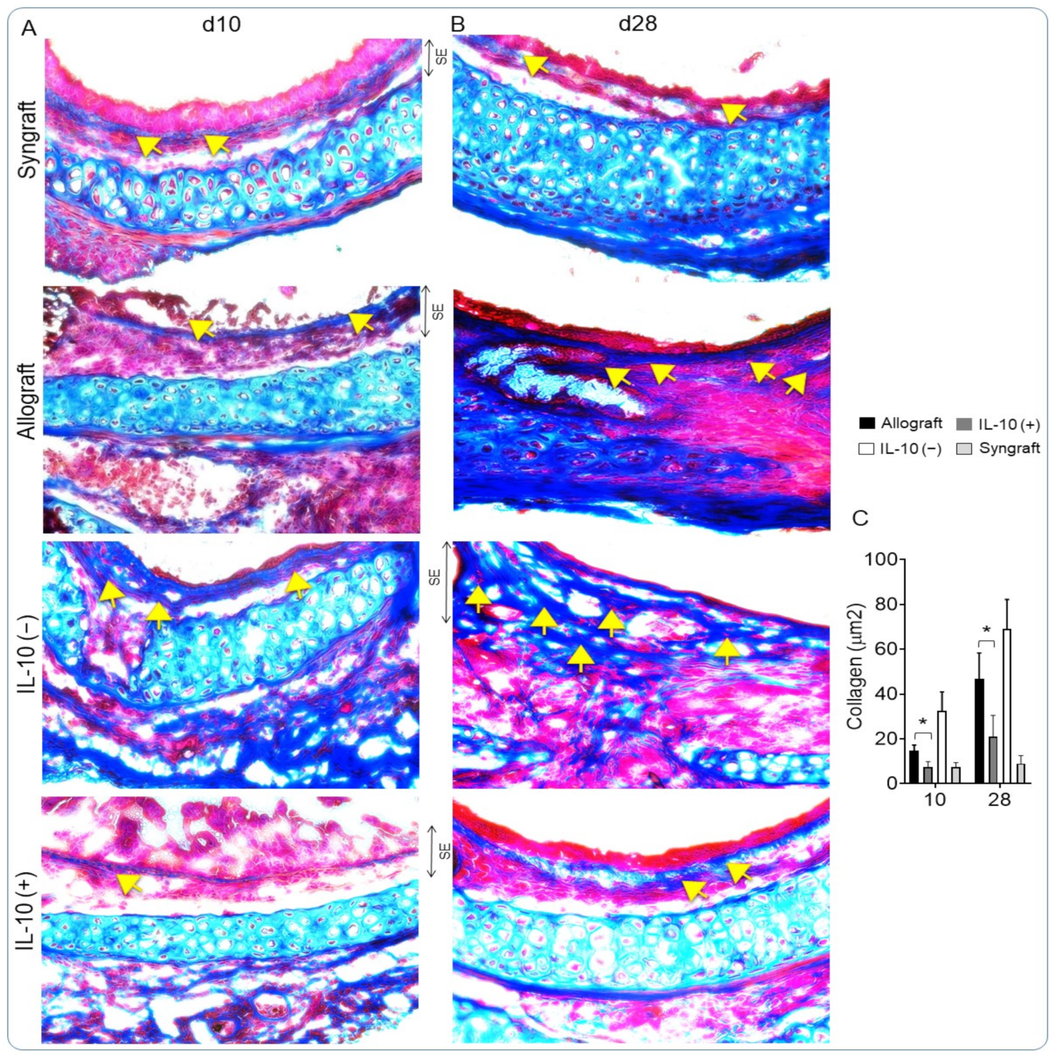 Cells 10 01248 g006 Cells 10 01248 g006