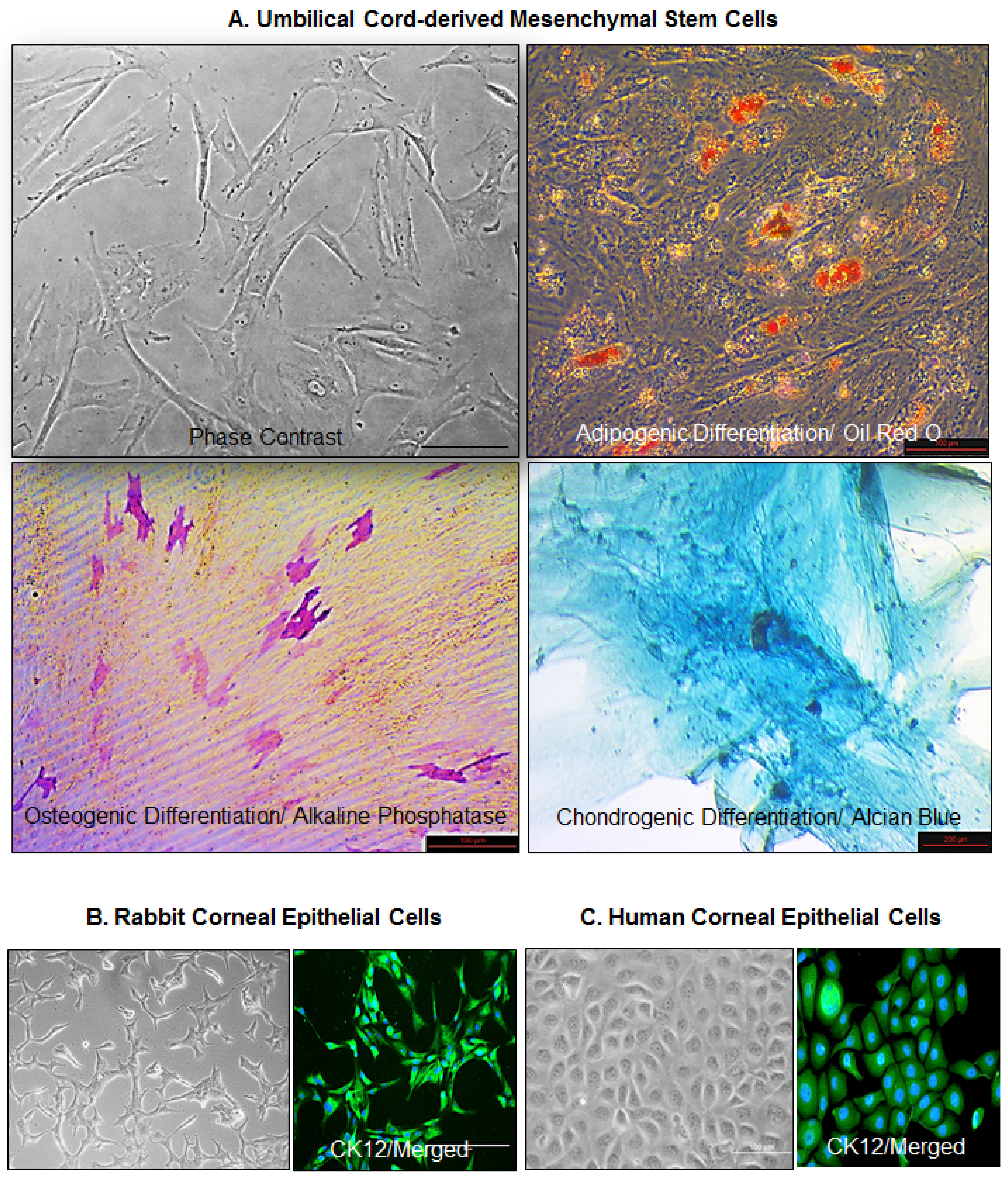 Cells Free FullText Human Umbilical CordDerived Mesenchymal Stem
