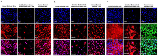 Human Umbilical Cord-Derived Mesenchymal Stem Cells Promote Corneal ...