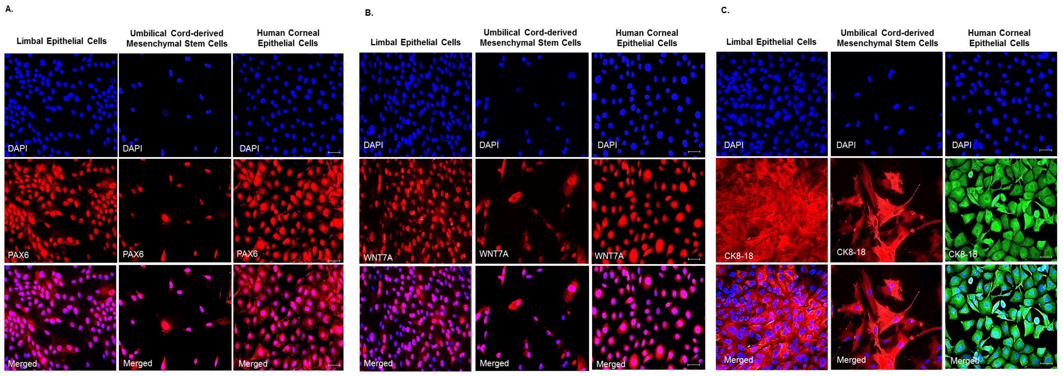 Cells 10 01254 g003 Cells 10 01254 g003