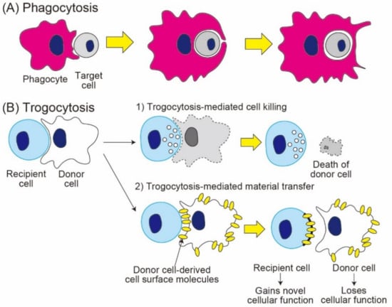 Cells Free Full-Text The Role of Trogocytosis in the Modulation of Immune Cell Functions pic