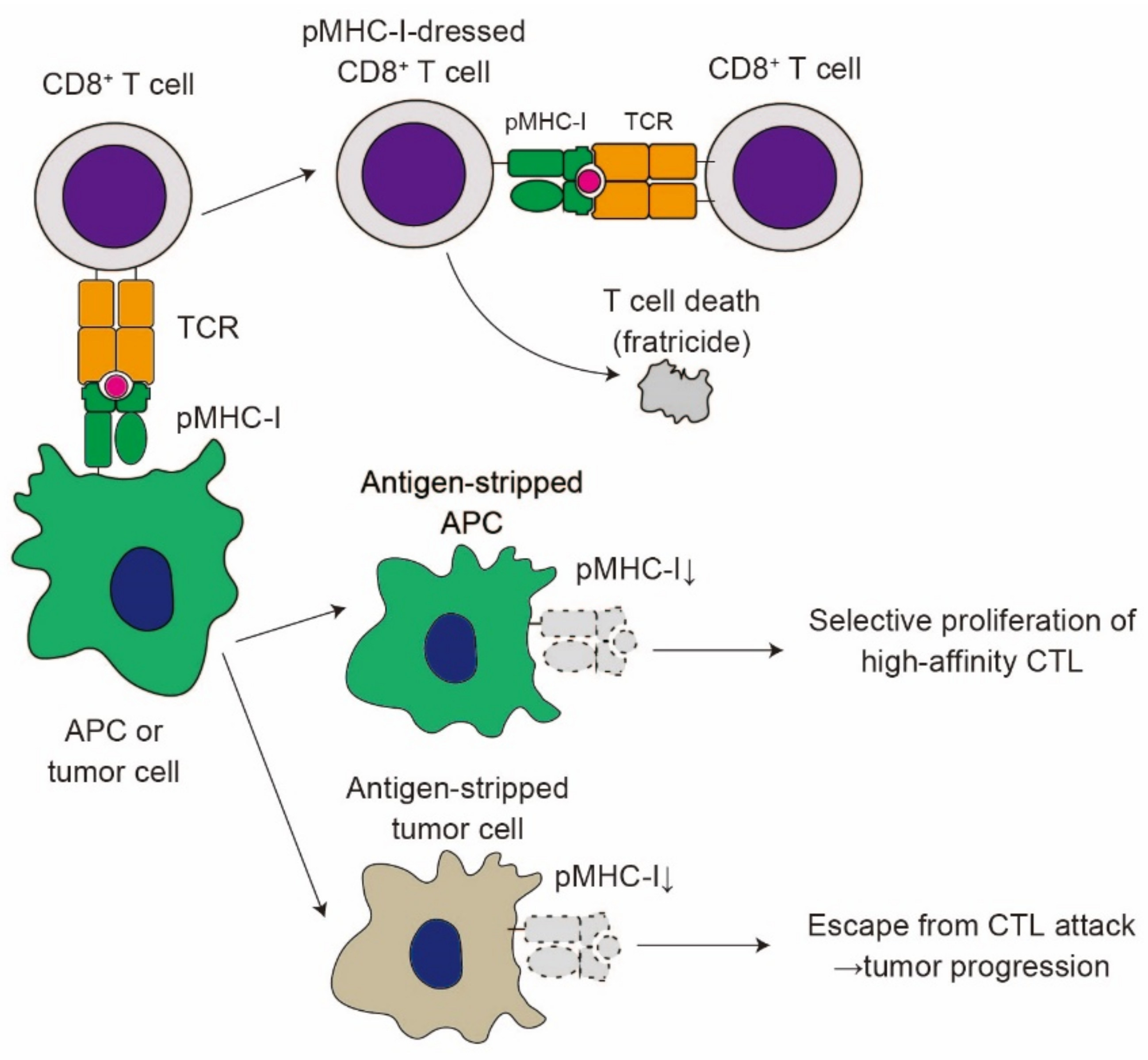 Эффекторные клетки т лимфоцитов. Эффекторные т клетки. Cd8+ t клетки.
