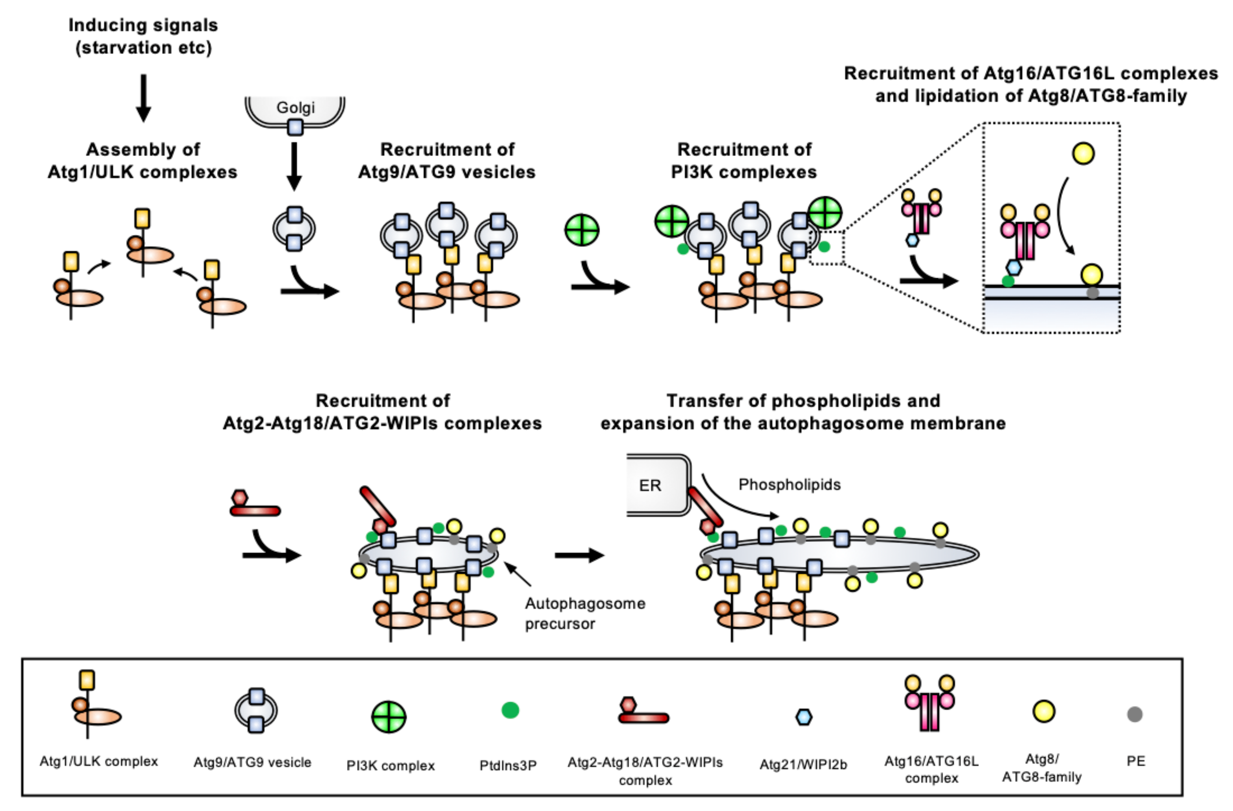 Cells 10 01258 g003 Cells 10 01258 g003