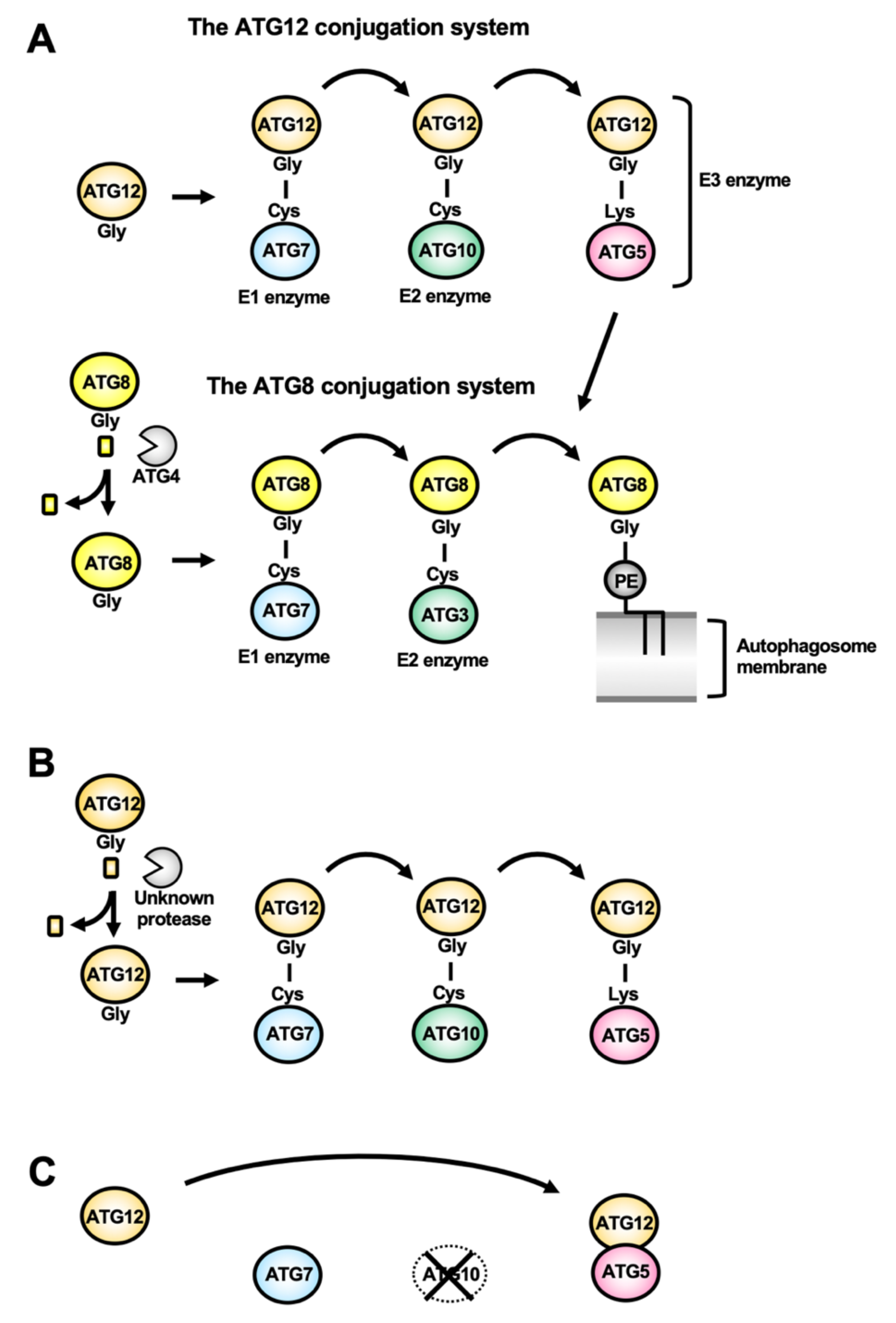 Cells 10 01258 g004 Cells 10 01258 g004