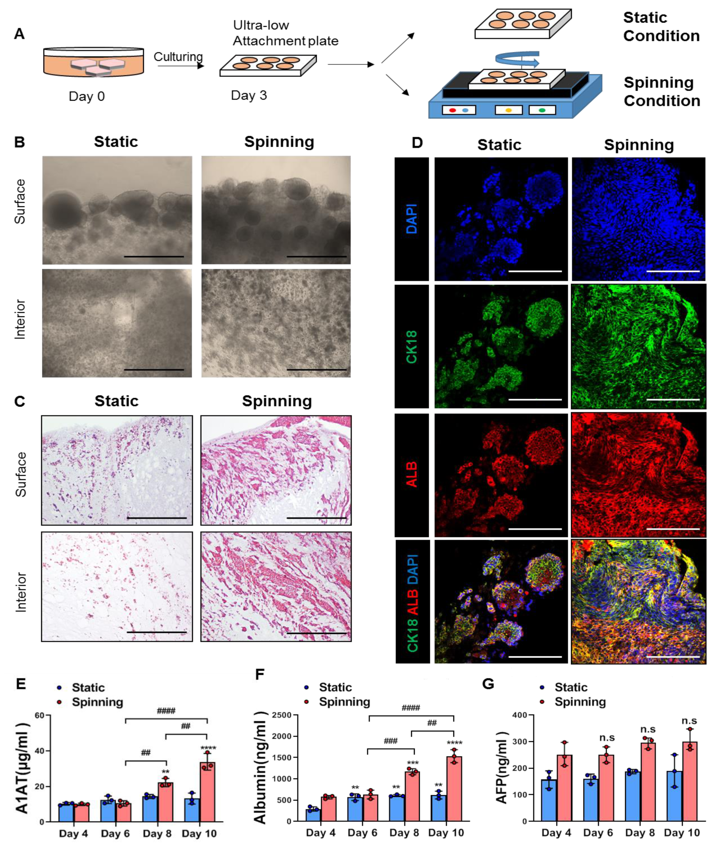 Cells 10 01268 g002 Cells 10 01268 g002