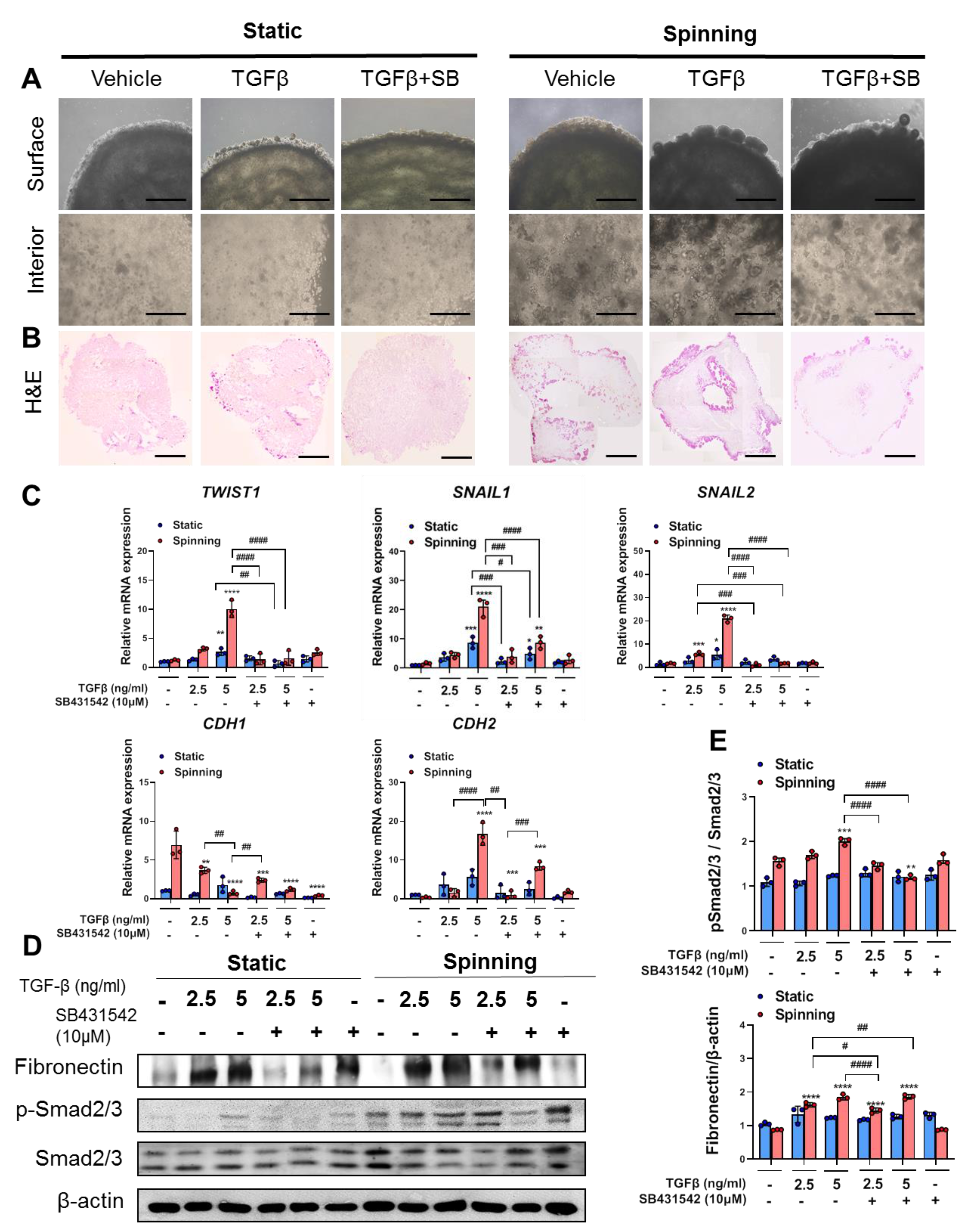 Cells 10 01268 g003 Cells 10 01268 g003