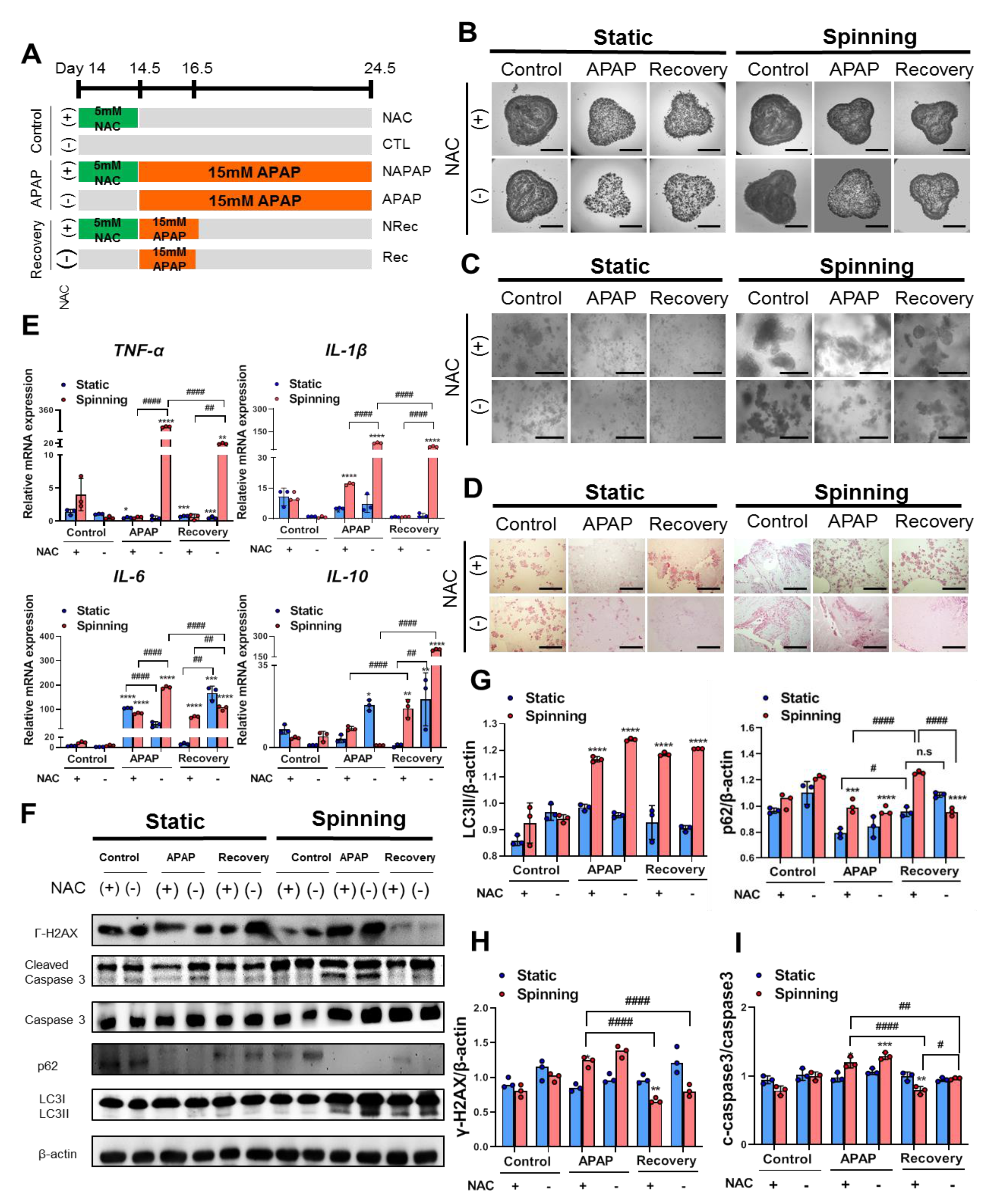 Cells 10 01268 g004 Cells 10 01268 g004