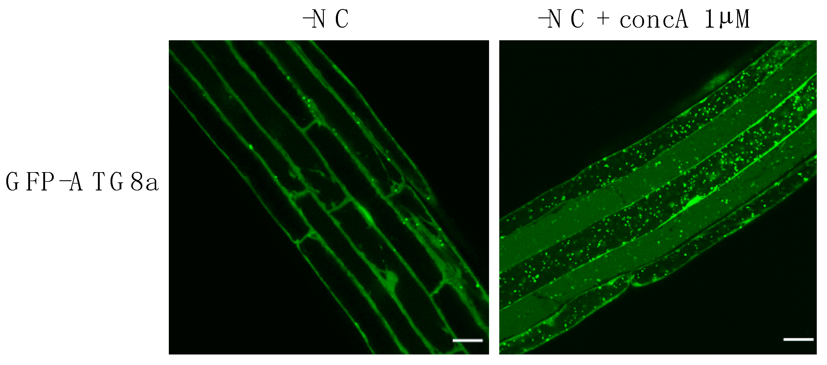 Cells 10 01272 g002 Cells 10 01272 g002