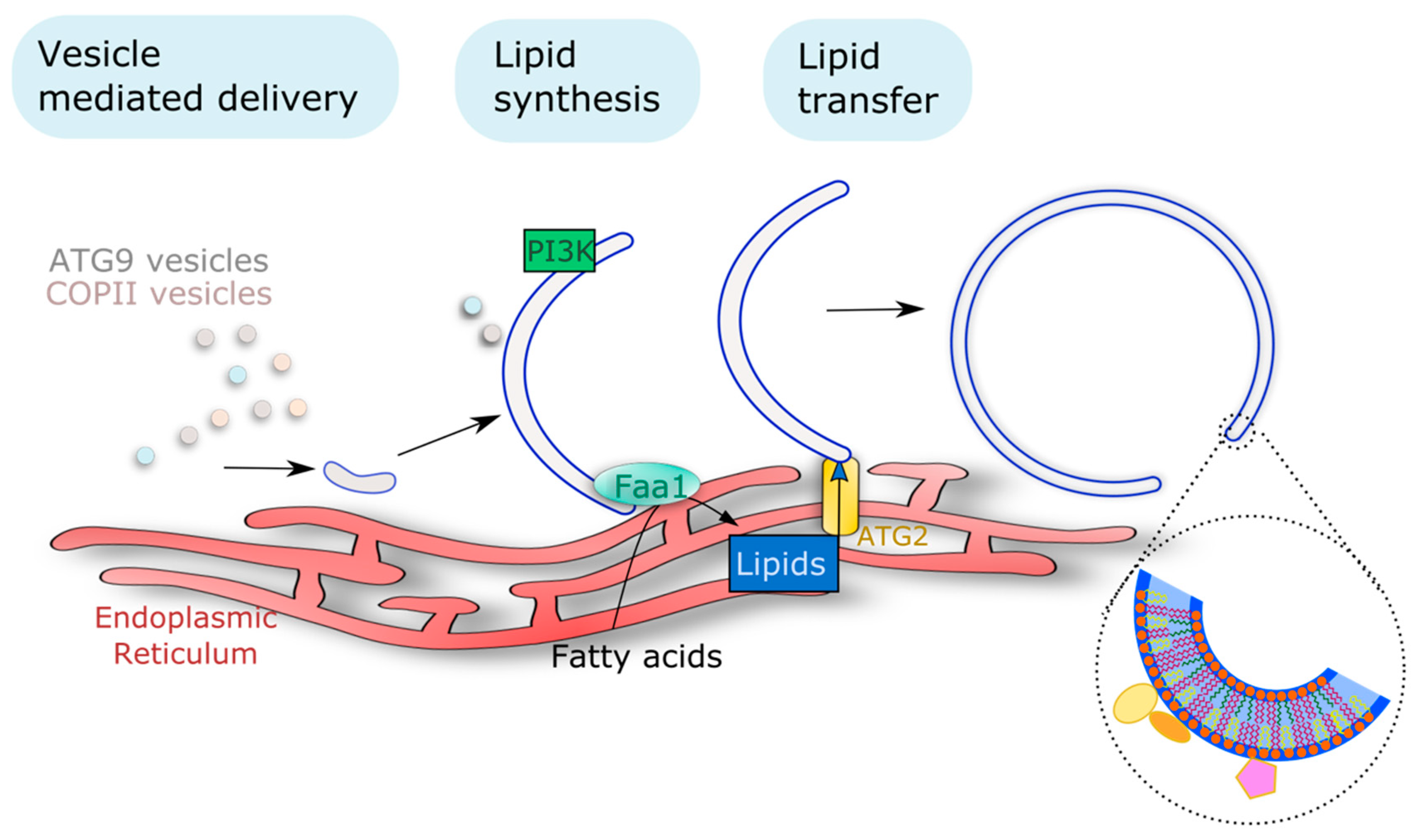 Cells 10 01272 g003 Cells 10 01272 g003