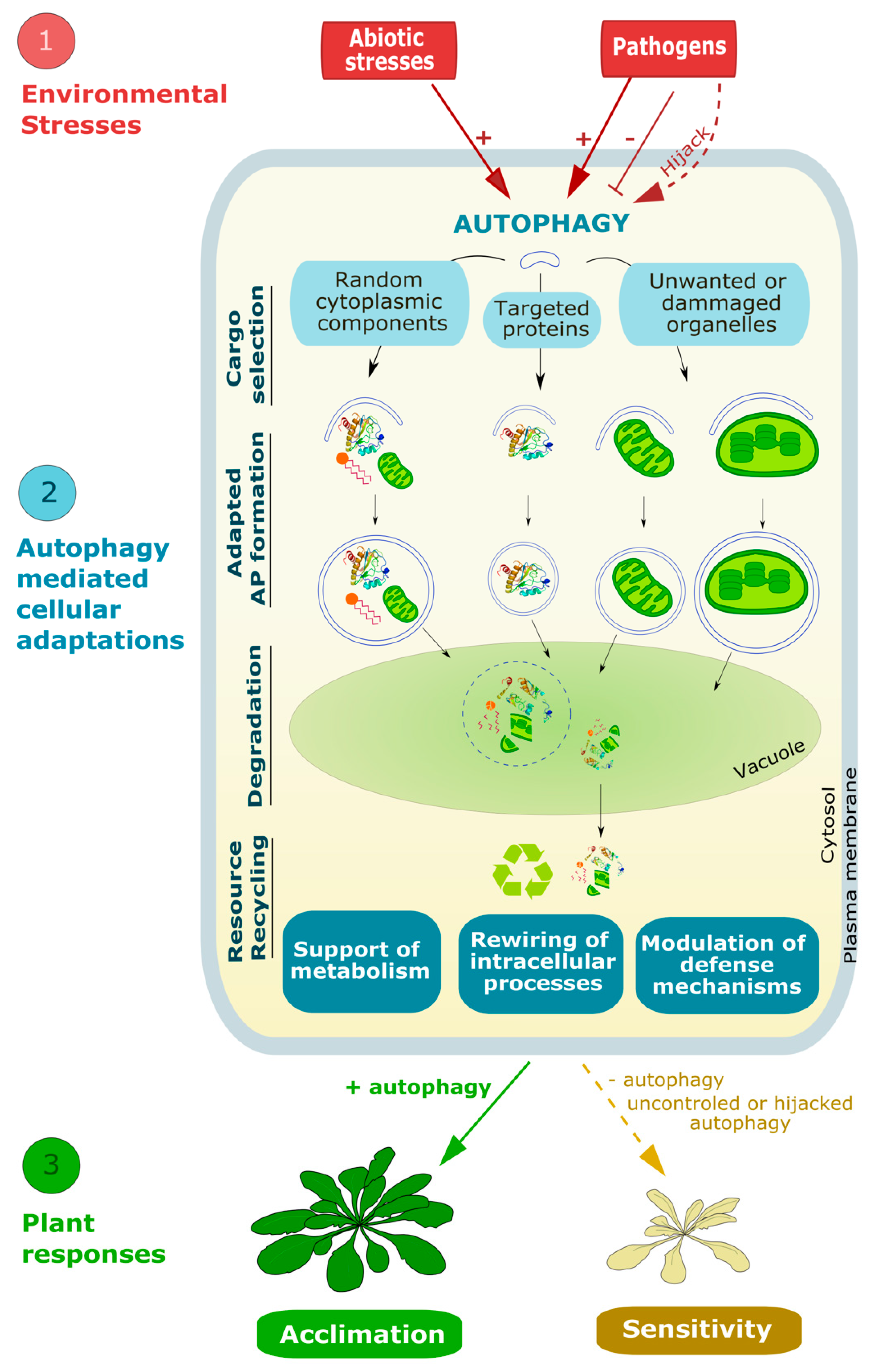 Cells 10 01272 g005 Cells 10 01272 g005
