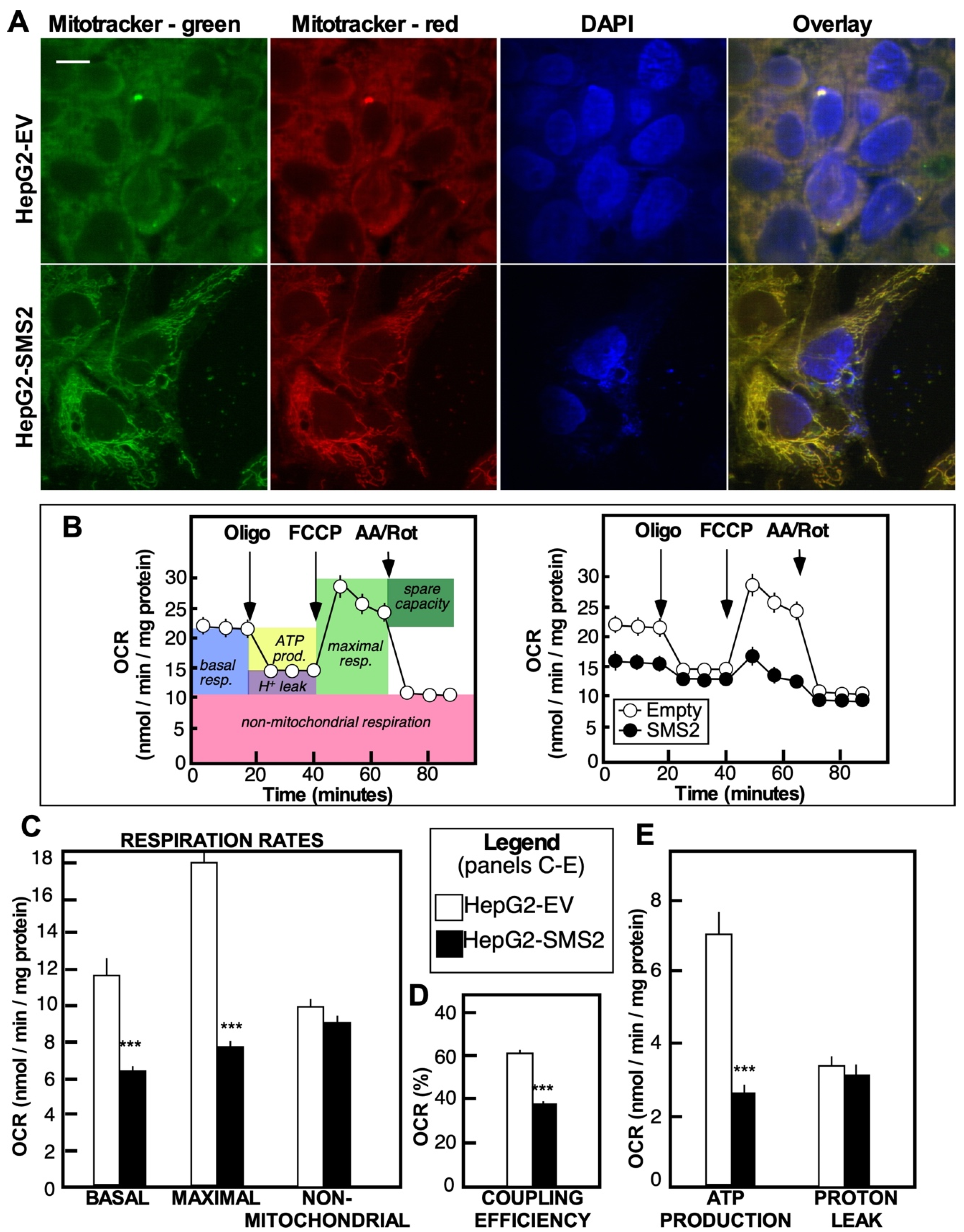 Cells 10 01278 g004 Cells 10 01278 g004