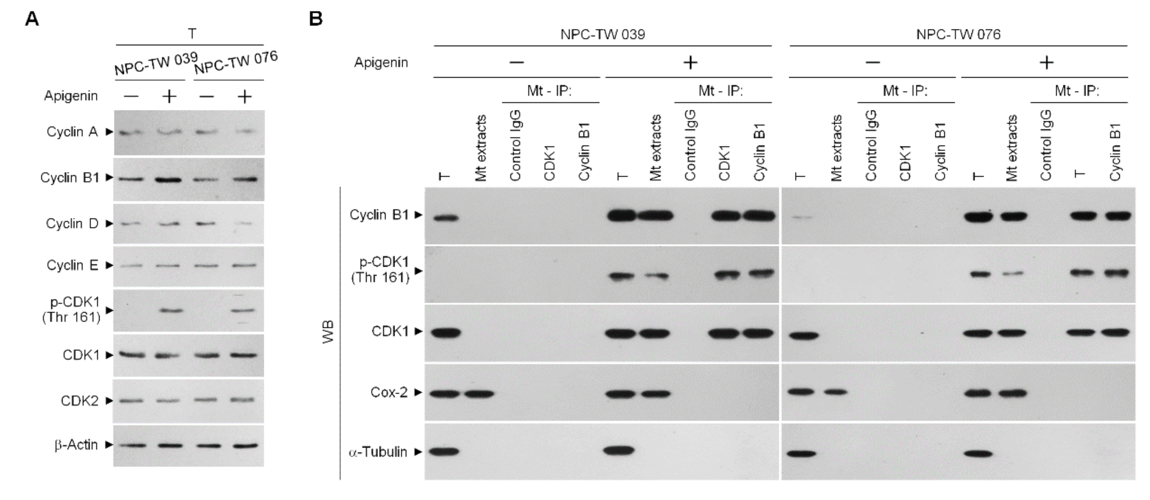 Cells 10 01280 g003 Cells 10 01280 g003