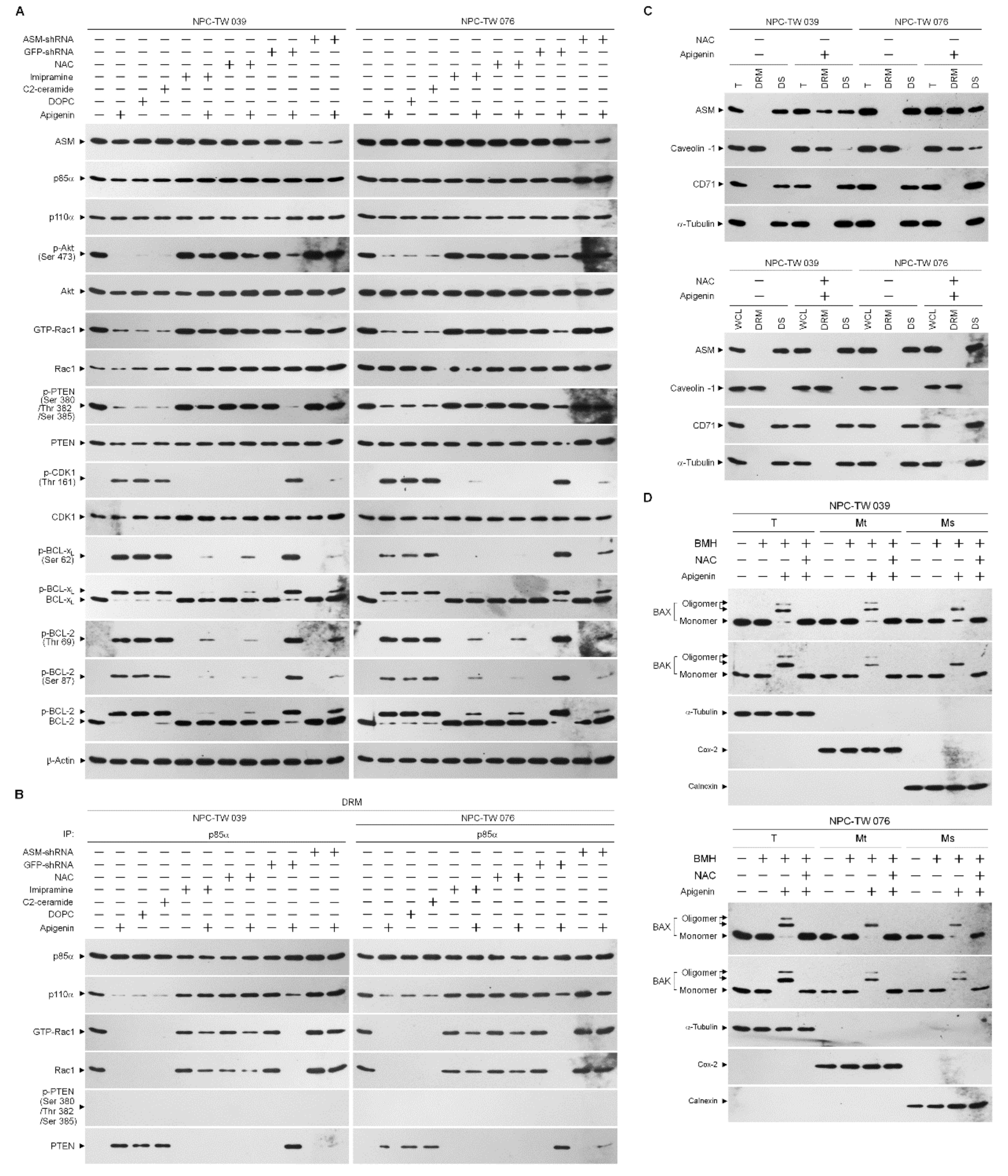 Cells 10 01280 g006a Cells 10 01280 g006a