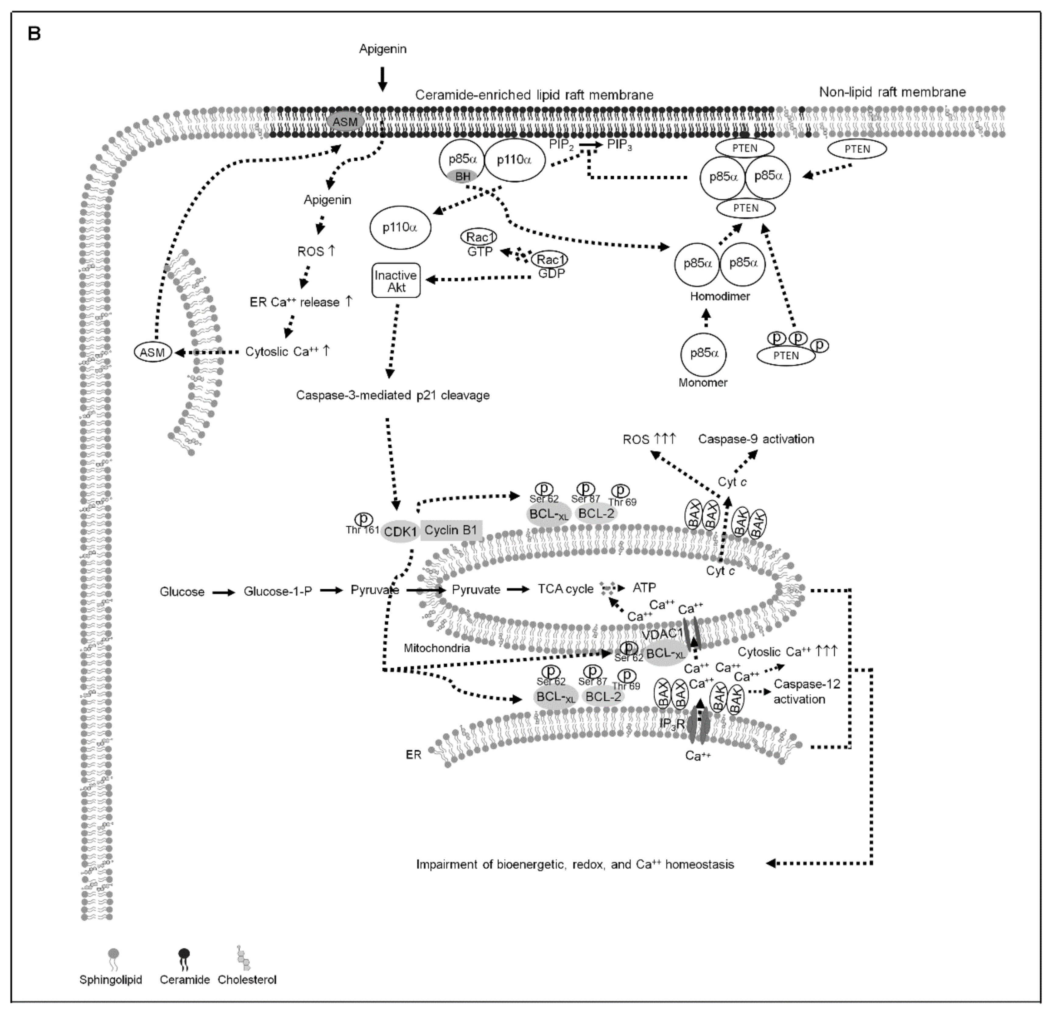 Cells 10 01280 g007b Cells 10 01280 g007b